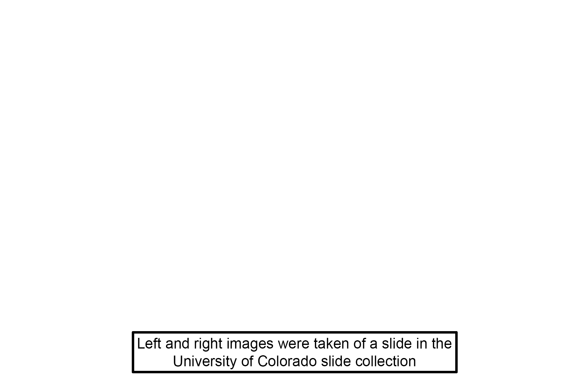 Image source >  <p>The left and right images were taken of a slide in the University of Colorado collection.</p>
