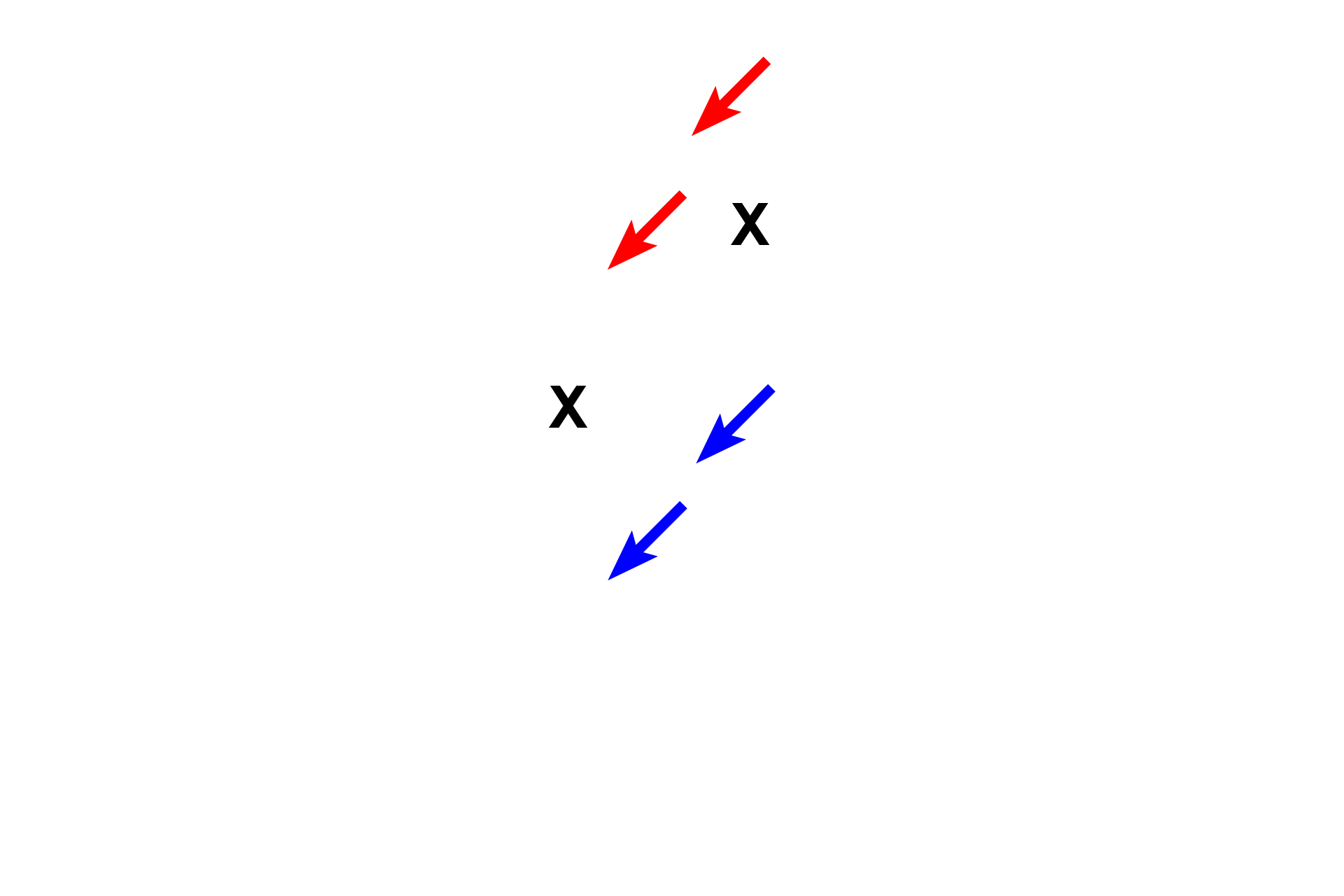 Nasal septum >  <p>The nasal septum separates the two nasal cavities (X) and is supported by hyaline cartilage anteriorly (seen here) and bone posteriorly. It is lined by a respiratory mucosa on its lower surface (blue arrows); the upper regions are lined by an olfactory mucosa (red arrows). Note that the olfactory epithelium and underlying lamina propria are much thicker than the corresponding layers in the respiratory region. </p>
