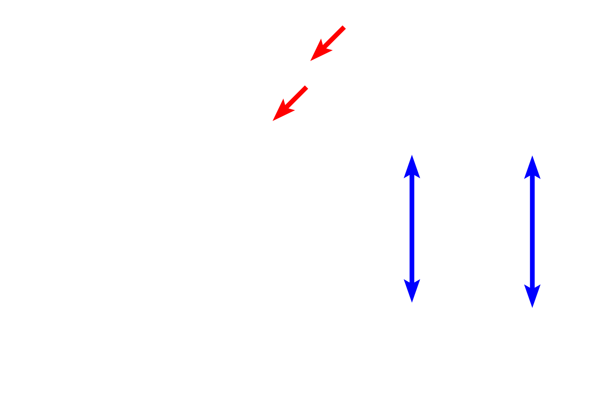  - Lamina propria <p>Olfactory mucosa lines the upper portions of the nasal cavity. Both the epithelium and lamina propria are much thicker than in respiratory mucosa. The epithelium consists of the highly specialized pseudostratified olfactory epithelium with olfactory neurons for detecting odorants. The underlying lamina propria contains purely serous glands, called Bowman’s glands or olfactory glands, along with blood vessels and nerves. Like respiratory mucosa, olfactory mucosa lacks a smooth muscle layer and an elastic lamina; it is mostly supported by bone.</p>
