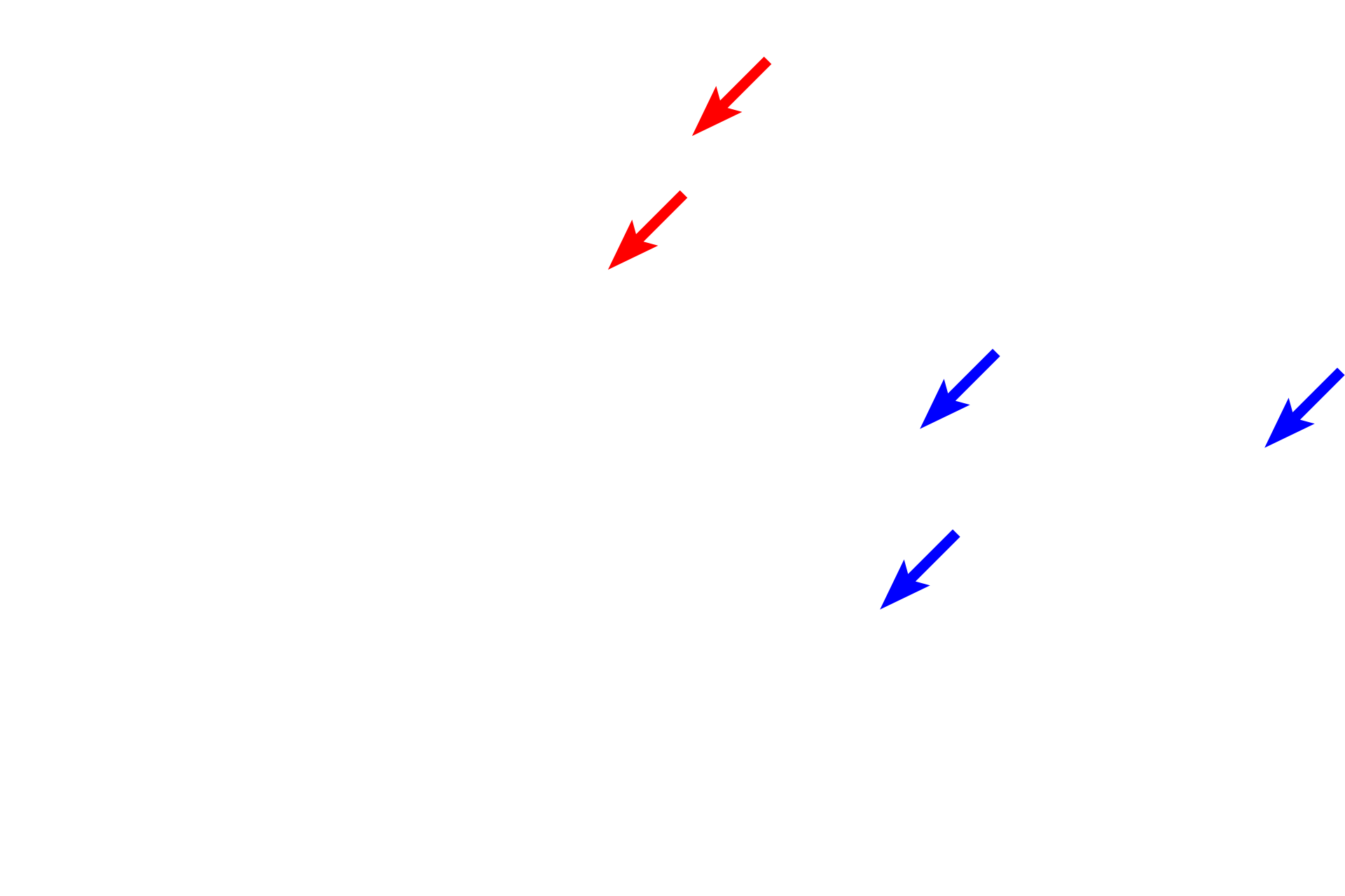  - Bowman’s glands <p>Olfactory mucosa lines the upper portions of the nasal cavity. Both the epithelium and lamina propria are much thicker than in respiratory mucosa. The epithelium consists of the highly specialized pseudostratified olfactory epithelium with olfactory neurons for detecting odorants. The underlying lamina propria contains purely serous glands, called Bowman’s glands or olfactory glands, along with blood vessels and nerves. Like respiratory mucosa, olfactory mucosa lacks a smooth muscle layer and an elastic lamina; it is mostly supported by bone.</p>

