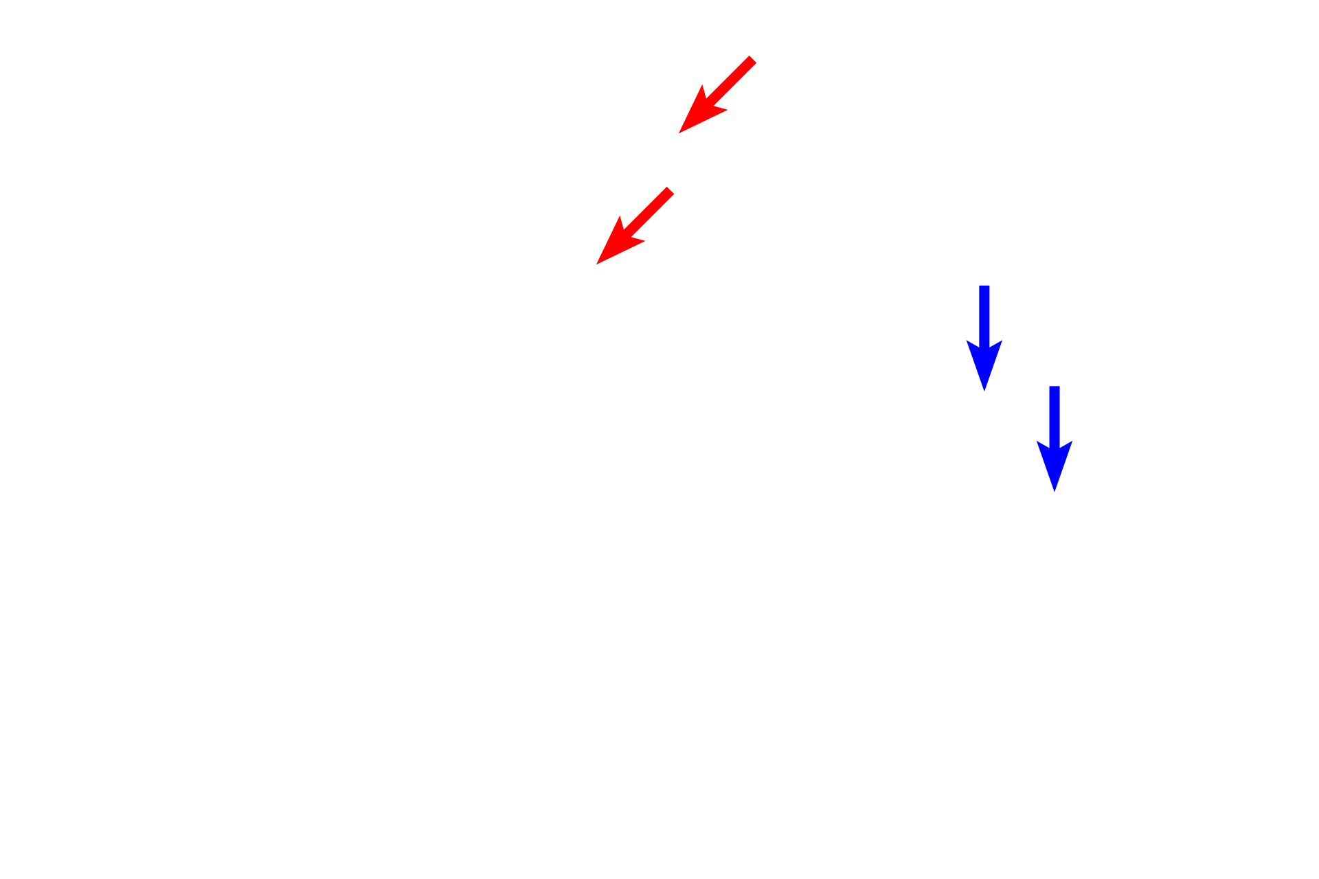  - Blood vessels <p>Olfactory mucosa lines the upper portions of the nasal cavity. Both the epithelium and lamina propria are much thicker than in respiratory mucosa. The epithelium consists of the highly specialized pseudostratified olfactory epithelium with olfactory neurons for detecting odorants. The underlying lamina propria contains purely serous glands, called Bowman’s glands or olfactory glands, along with blood vessels and nerves. Like respiratory mucosa, olfactory mucosa lacks a smooth muscle layer and an elastic lamina; it is mostly supported by bone.</p>
