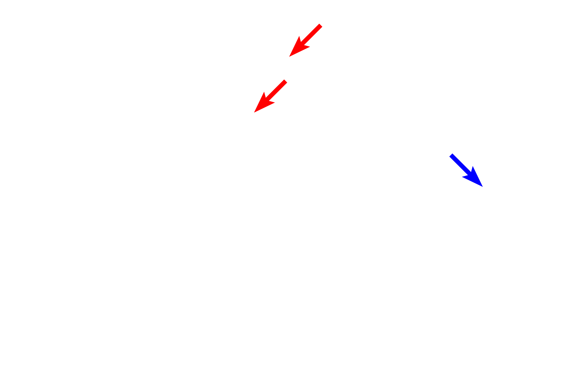  - Nerve <p>Olfactory mucosa lines the upper portions of the nasal cavity. Both the epithelium and lamina propria are much thicker than in respiratory mucosa. The epithelium consists of the highly specialized pseudostratified olfactory epithelium with olfactory neurons for detecting odorants. The underlying lamina propria contains purely serous glands, called Bowman’s glands or olfactory glands, along with blood vessels and nerves. Like respiratory mucosa, olfactory mucosa lacks a smooth muscle layer and an elastic lamina; it is mostly supported by bone.</p>

