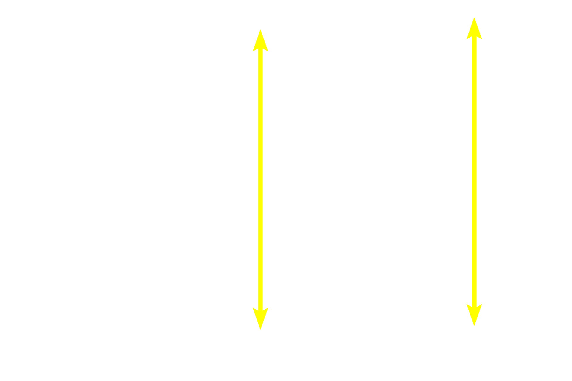Mucosa <p>The mucosa of the olfactory region of the nasal cavity is much thicker than that in respiratory regions. The epithelium includes bipolar neurons with long, non-motile cilia, supporting (sustentacular) cells and basal cells. The mucosal glands, called Bowman’s glands (olfactory glands), are purely serous-secreting.  400x</p>
