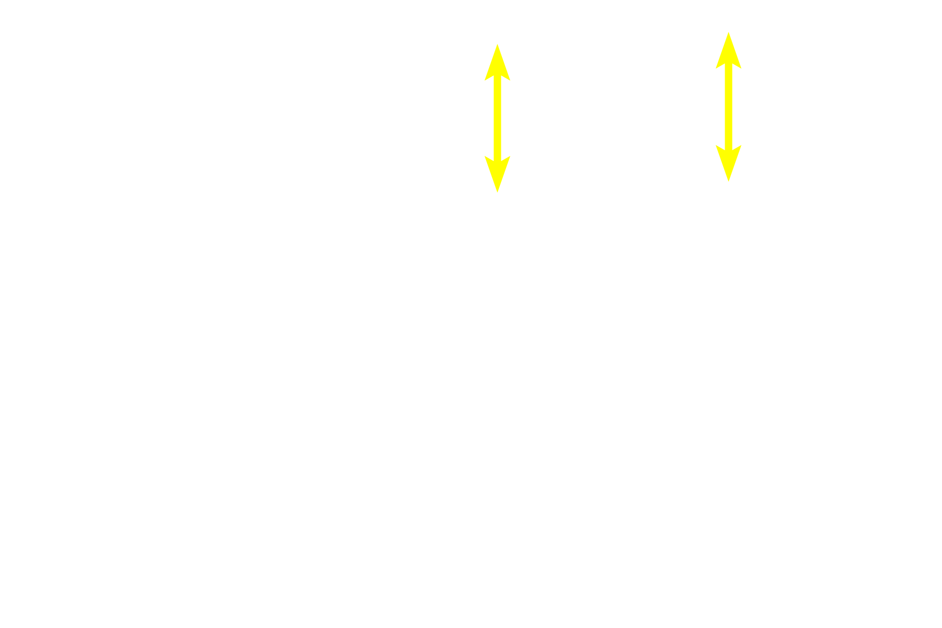  - Olfactory epithelium > <p>The epithelium of the olfactory mucosa consists of bipolar olfactory neurons, support (sustentacular) cells and basal cells. The nuclei of olfactory neurons are generally located in the mid and lower regions; nuclei of supporting cells are present closer to the surface. </p>
