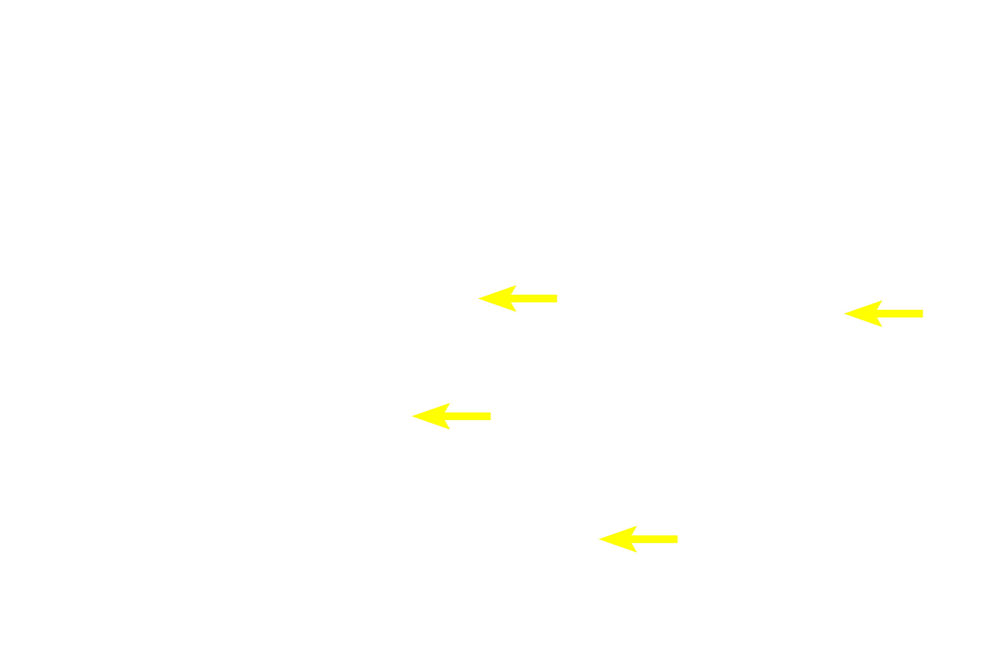  - Bowman's glands >  <p>Serous glands of Bowman, also called olfactory glands, are present in the lamina propria beneath the epithelium. Their watery secretions prevent water evaporation as well as cleanse the surface for detecting new odorant molecules.  </p>
