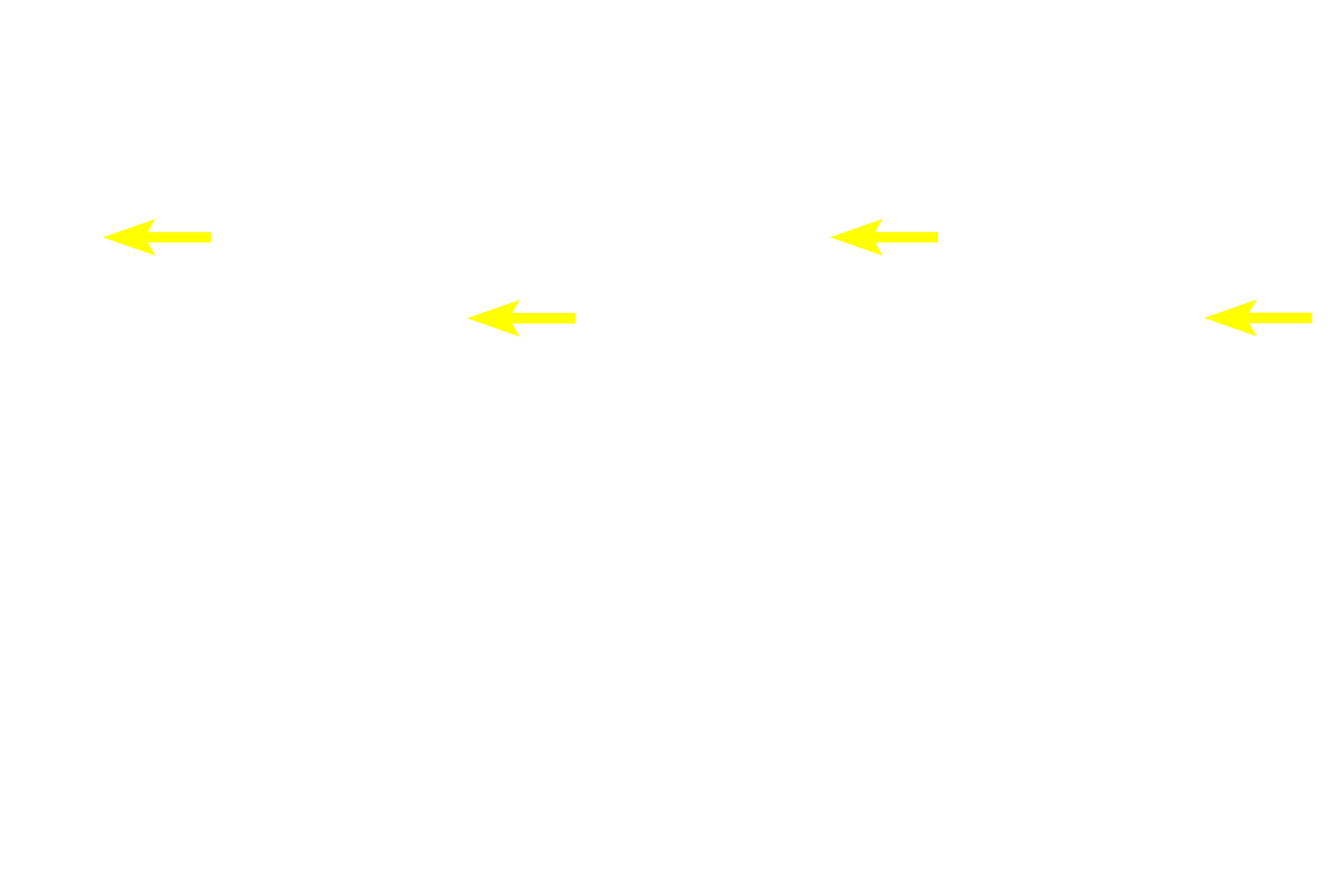 Supporting cell nuclei >  <p>Supporting (sustentacular) cells are columnar cells that also span the epithelium. They possess microvilli and their nuclei are generally located in the upper portions of the epithelium. Sustentacular cells provide physical and metabolic support for the neurons, similar to glial cells in the brain.</p>
