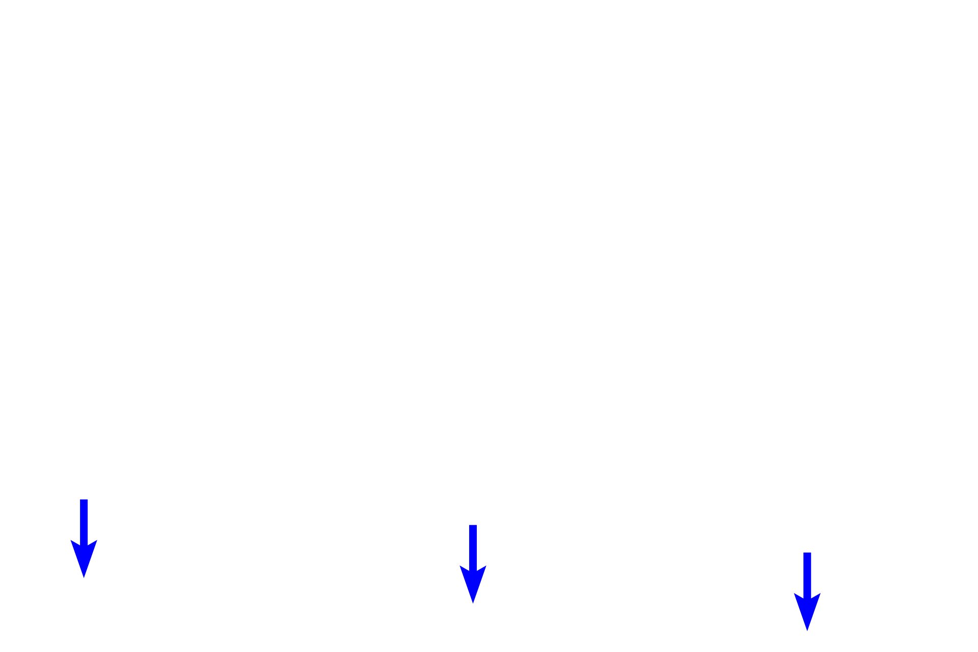 Basement membrane        <p>Basal cells are progenitor or stem cells, resupplying the epithelium with olfactory neurons and supporting cells. The turnover rate for olfactory neurons is around 30-60 days, with some potentially surviving up to 6 months. </p>
