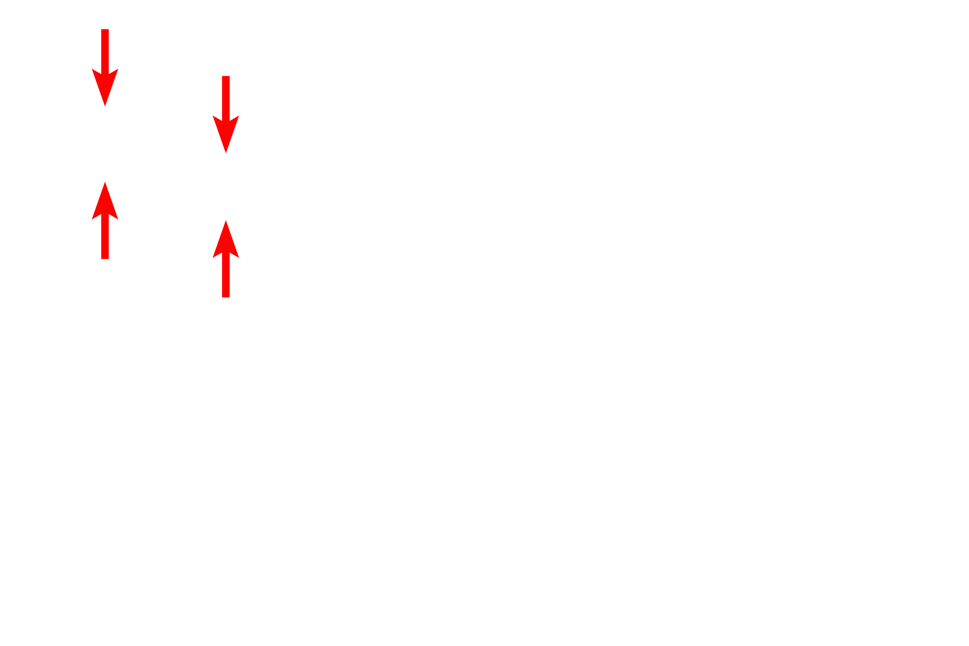 Smooth muscle <p>Another image of the trachea or primary bronchus demonstrates the components forming the wall of these passageways. The large number of blood vessels, particularly in the lamina propria, serve to warm the inspired air. 100x</p>
