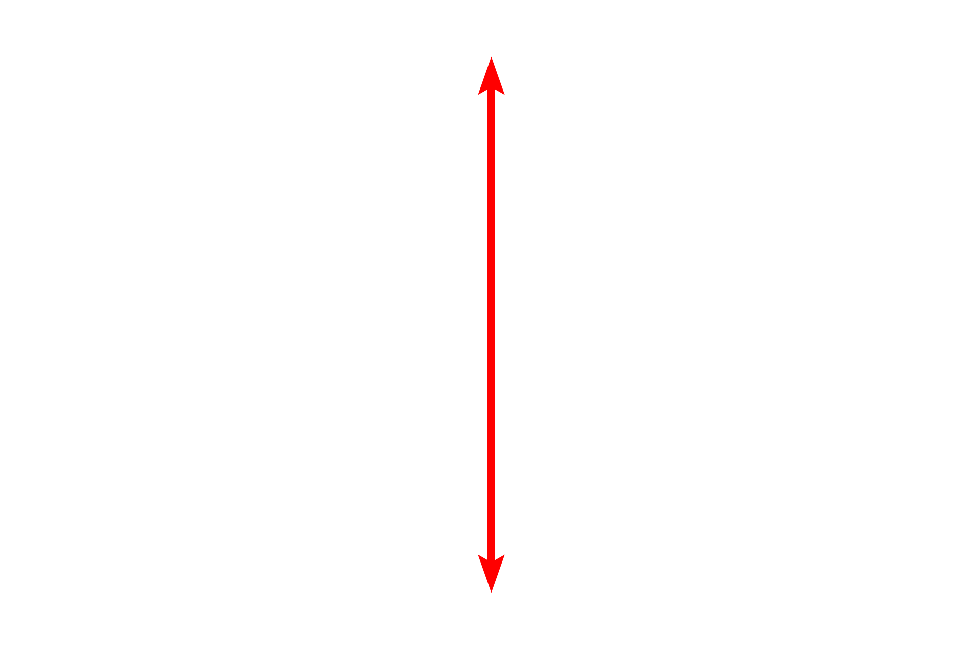 Epithelium <p>The epithelium lining the trachea and primary bronchi is respiratory epithelium, pseudostratified columnar with cilia and goblet cells. The basement membrane is frequently prominent beneath this epithelium. 1000x</p>
