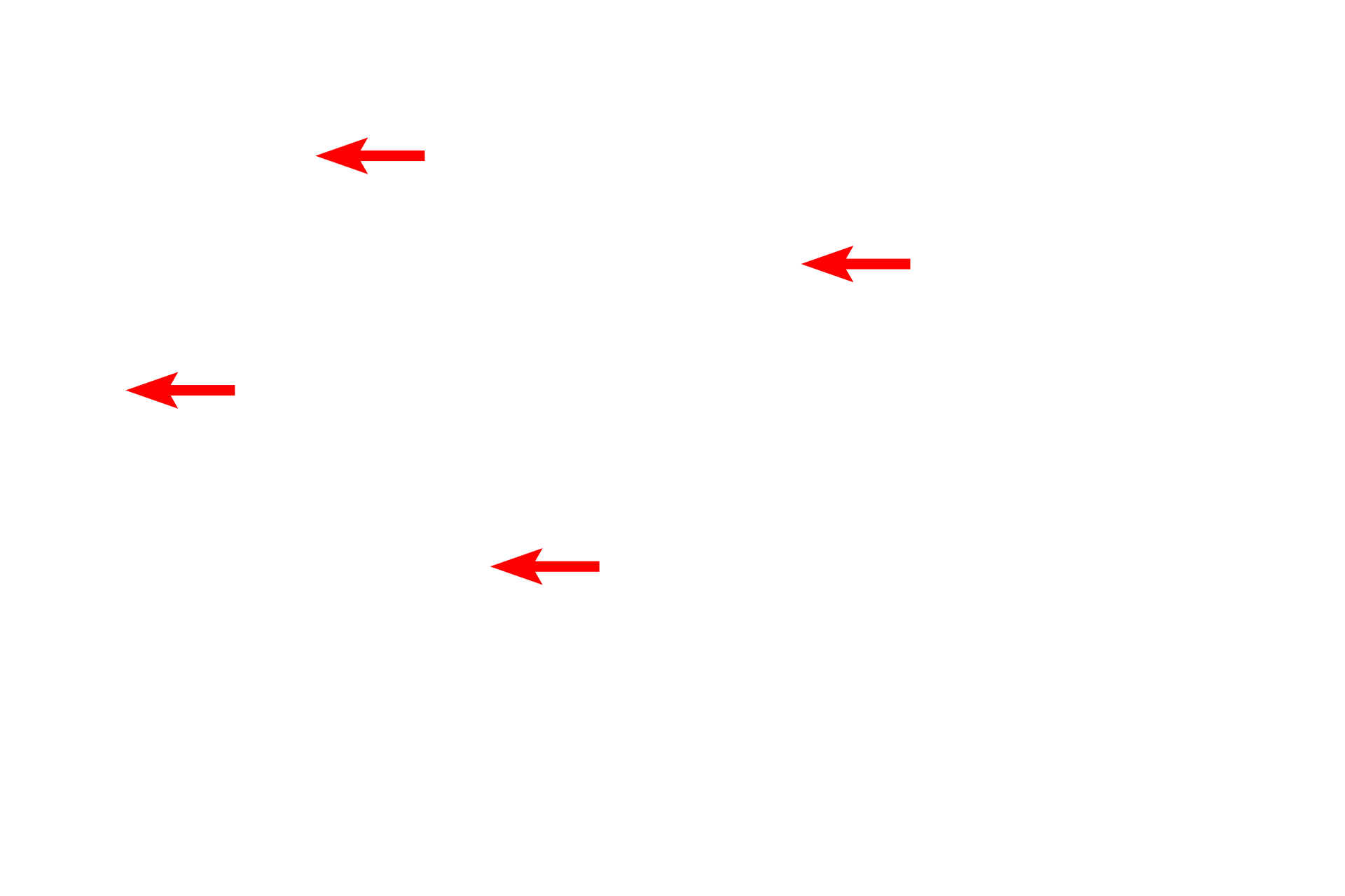 Goblet cells <p>The epithelium lining the trachea and primary bronchi is respiratory epithelium, pseudostratified columnar with cilia and goblet cells. The basement membrane is frequently prominent beneath this epithelium. 1000x</p>
