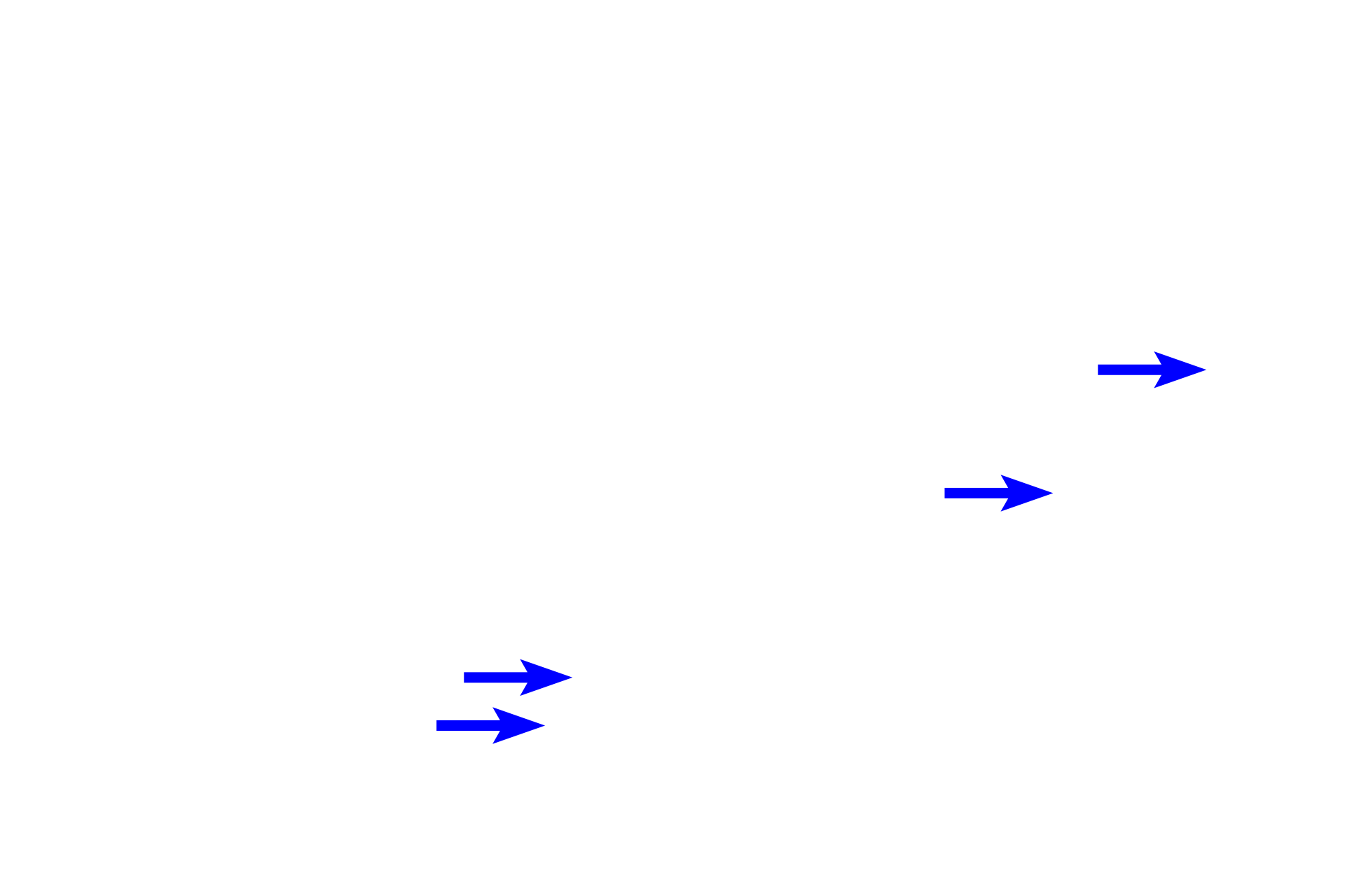 Bronchioles > <p>Bronchi gradually transition to from bronchioles which are also components of the intrapulmonary conducting system but lack cartilage plates.</p>
