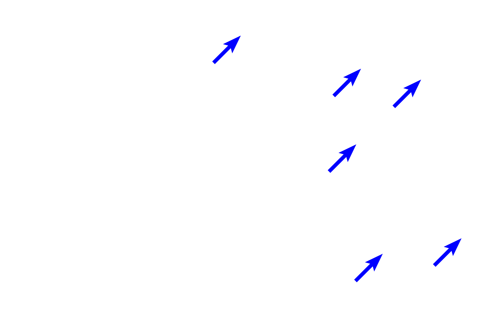 Alveoli > <p>Millions of alveoli comprise the lung proper, so all intrapulmonary structures, like are surrounded by alveoli. Alveoli are cup-shaped and thus in section, some may appear as closed spaces. </p>
