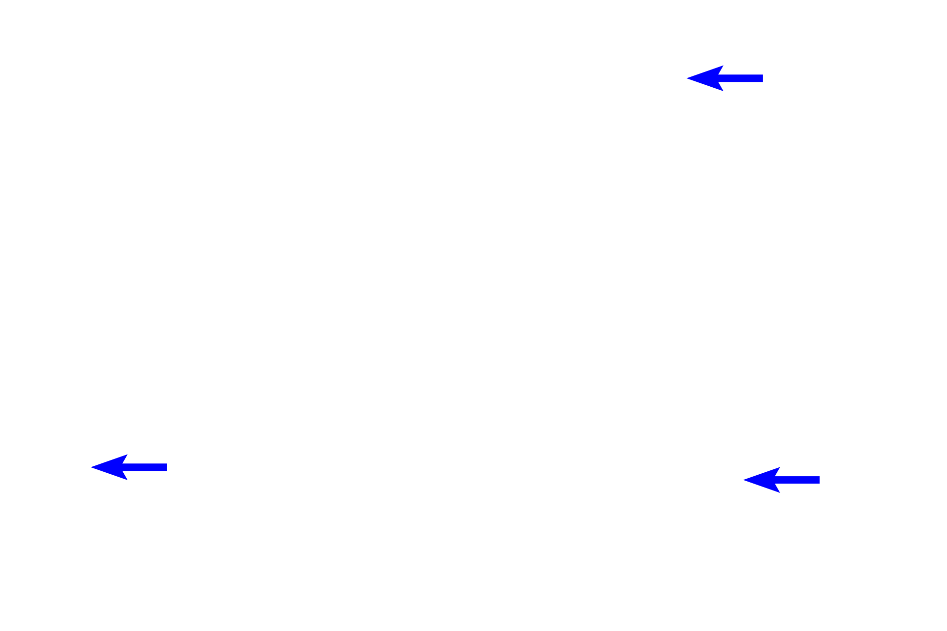 Cartilage plates <p>As bronchi decrease in size, each layer becomes thinner and the size of the cartilage plates is reduced.  400x</p>

