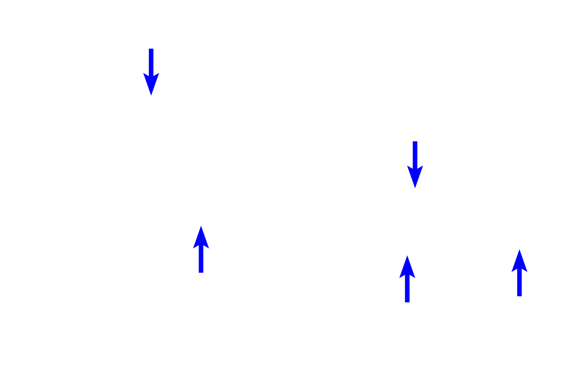 Smooth muscle <p>This longitudinal section shows a respiratory passageway transitioning from a bronchus (right of the line) to a bronchiole (left). Both are lined by a pseudostratified columnar epithelium with cilia and goblet cells, and their mucosae contain smooth muscle. Cartilage and glands are not present in bronchioles, features that serve to readily distinguish these passageways. 100x</p>
