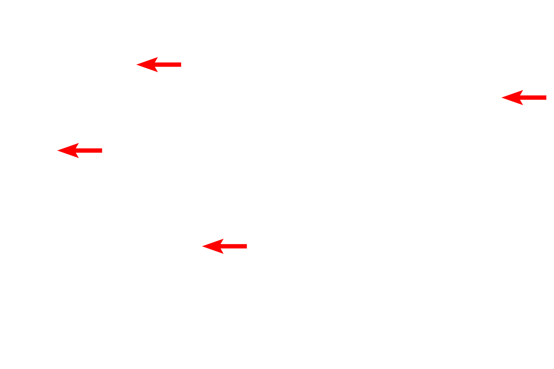  - Goblet cells <p>The epithelium that lines much of the respiratory system is pseudostratified columnar with cilia and goblet cells. The basement membrane is often very prominent. 1000x</p>
