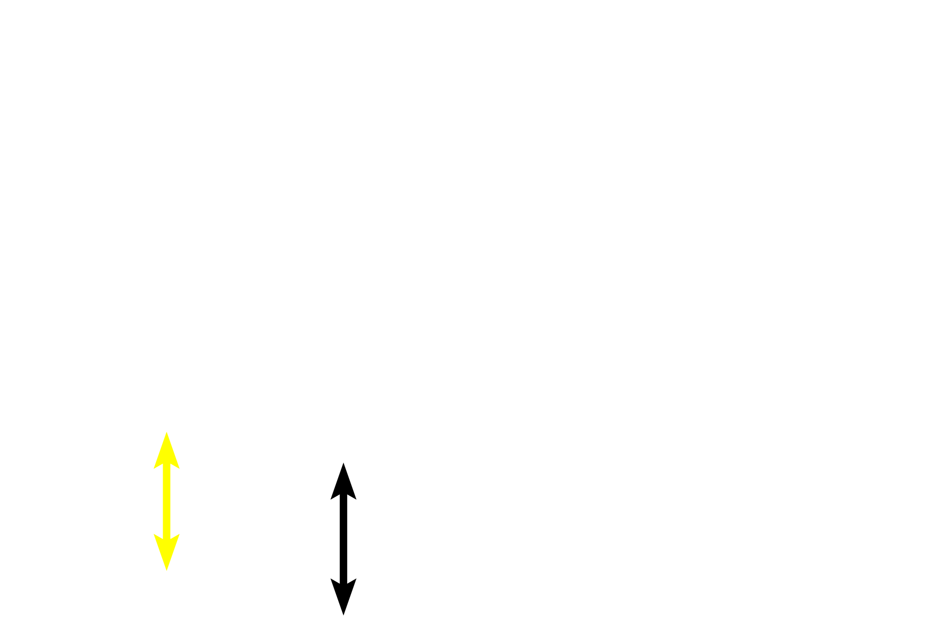  - Elastic lamina <p>The mucosa of the larger conducting passageways (through the larger bronchioles) is lined by a pseudostratified columnar epithelium with cilia. A lamina propria consisting of loose connective tissue is located beneath the epithelium. Either a smooth muscle layer or an elastic lamina is frequently present, separating the mucosa from the submucosa. 400x, 400x</p>
