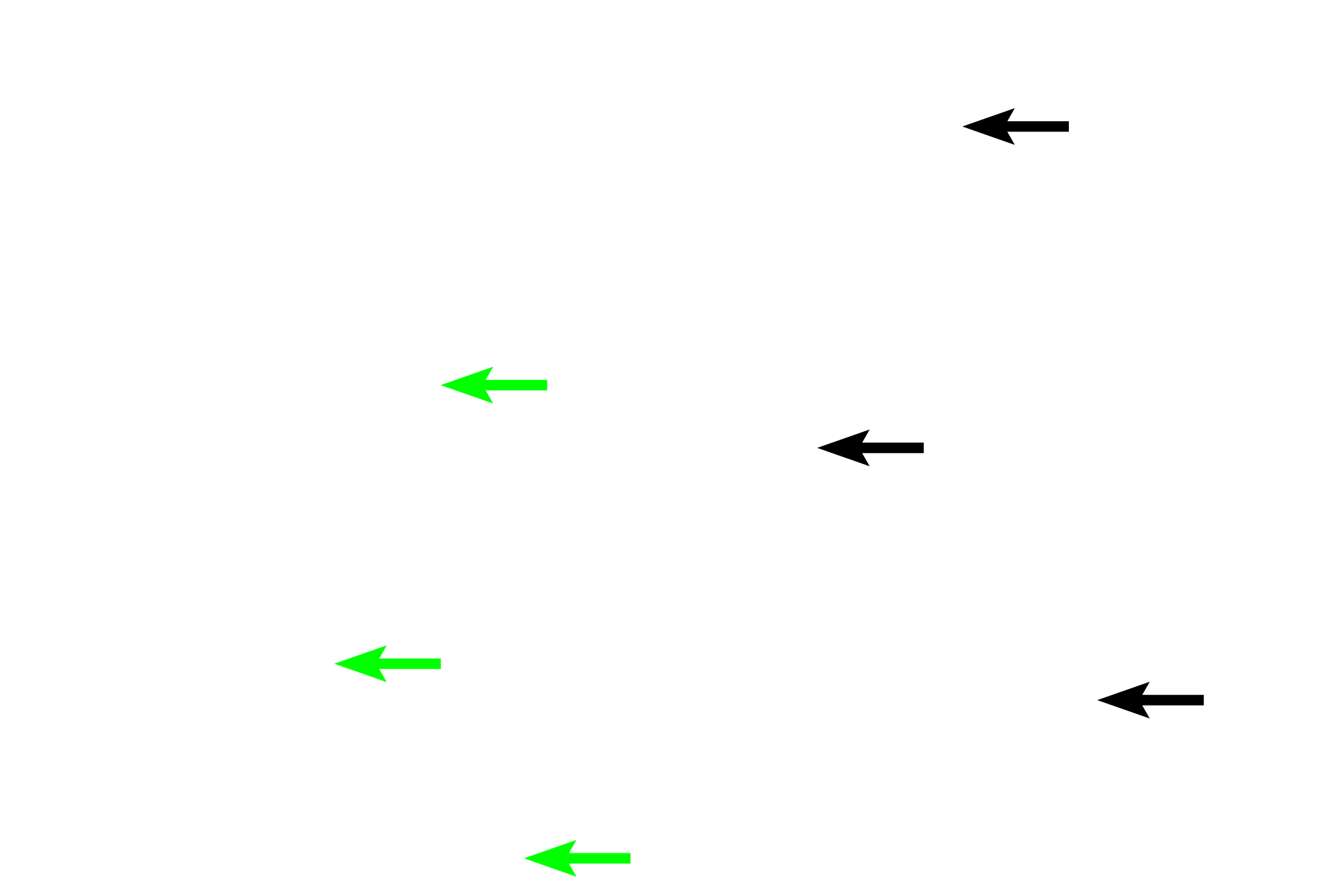 Connective tissue core > <p>The alveolar epithelium rests on a thin core of connective tissue consisting of elastic and reticular fibers and various connective tissue cells. An extensive capillary network is present in the core.</p>
