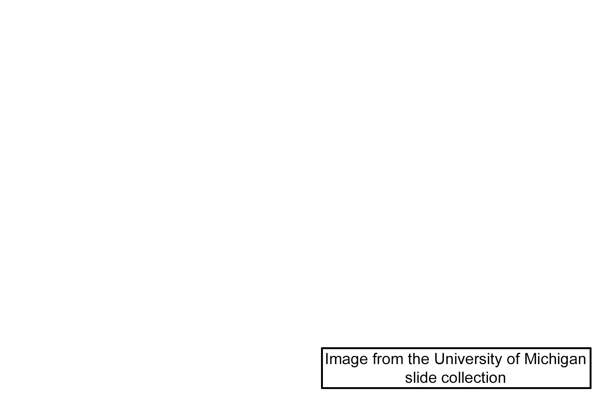 Image source > <p>This image was taken of a slide in the University of Michigan collection.</p>
