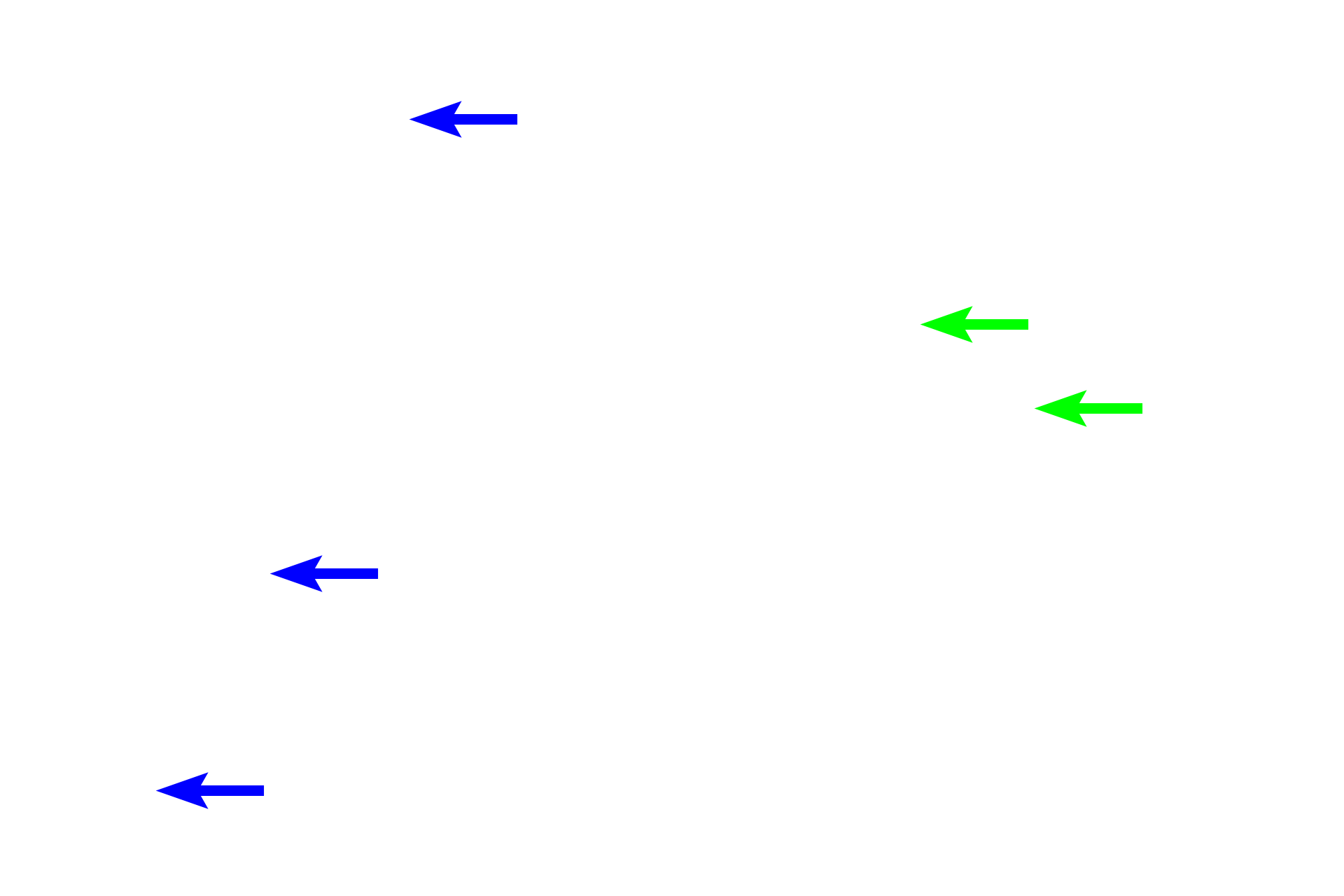 Bronchial arteries <p>Bronchial vessels are shown in the walls of these bronchioles. In order to supply tissues that form the wall of respiratory passageways, bronchial vessels must lie within the wall, making their diameter smaller than the thickness of that wall. 200x, 400x</p>
