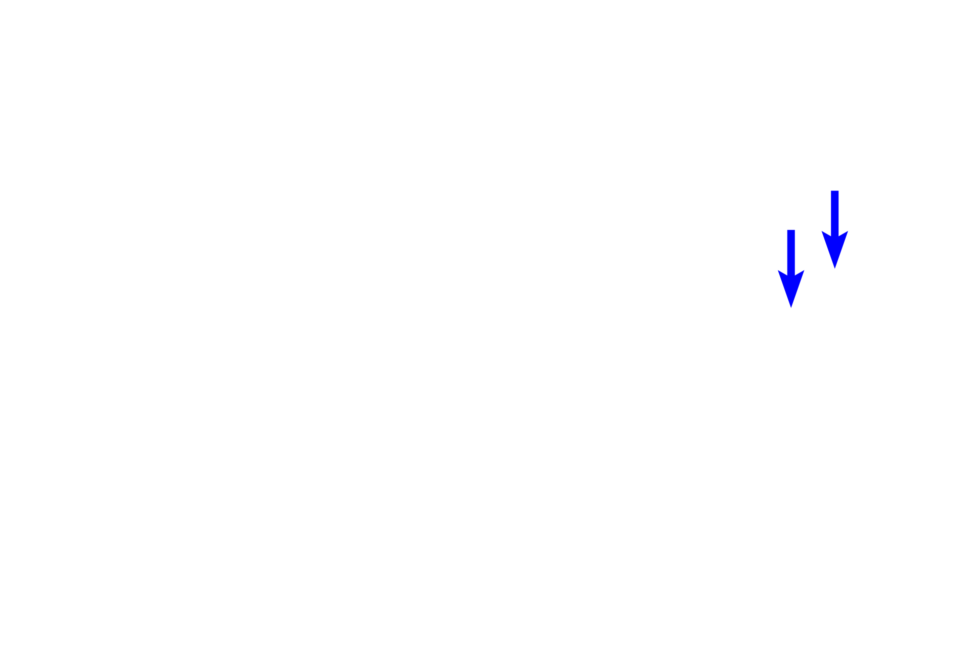  - Mixed glands <p>A low magnification view of the lung shows a cross section of a bronchus accompanied by a large pulmonary artery. Pulmonary arteries lie adjacent to, not within the wall of, respiratory passageways, carrying deoxygenated blood to the alveolar capillary bed.  40x</p>
