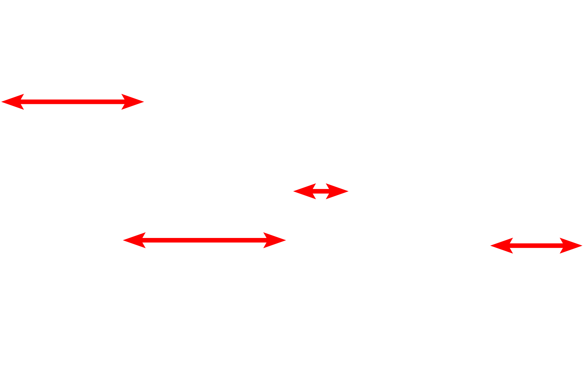 Alveolar lumens <p>The interalveolar septum is seen by light microscopy (left) and electron microscopy (right). Alveolar capillaries, supplied by the pulmonary artery, protrude from the interalveolar septum into the lumen of the alveolus, thus maximizing the surface area across which gas exchange can occur.  1500x, 4000x</p>
