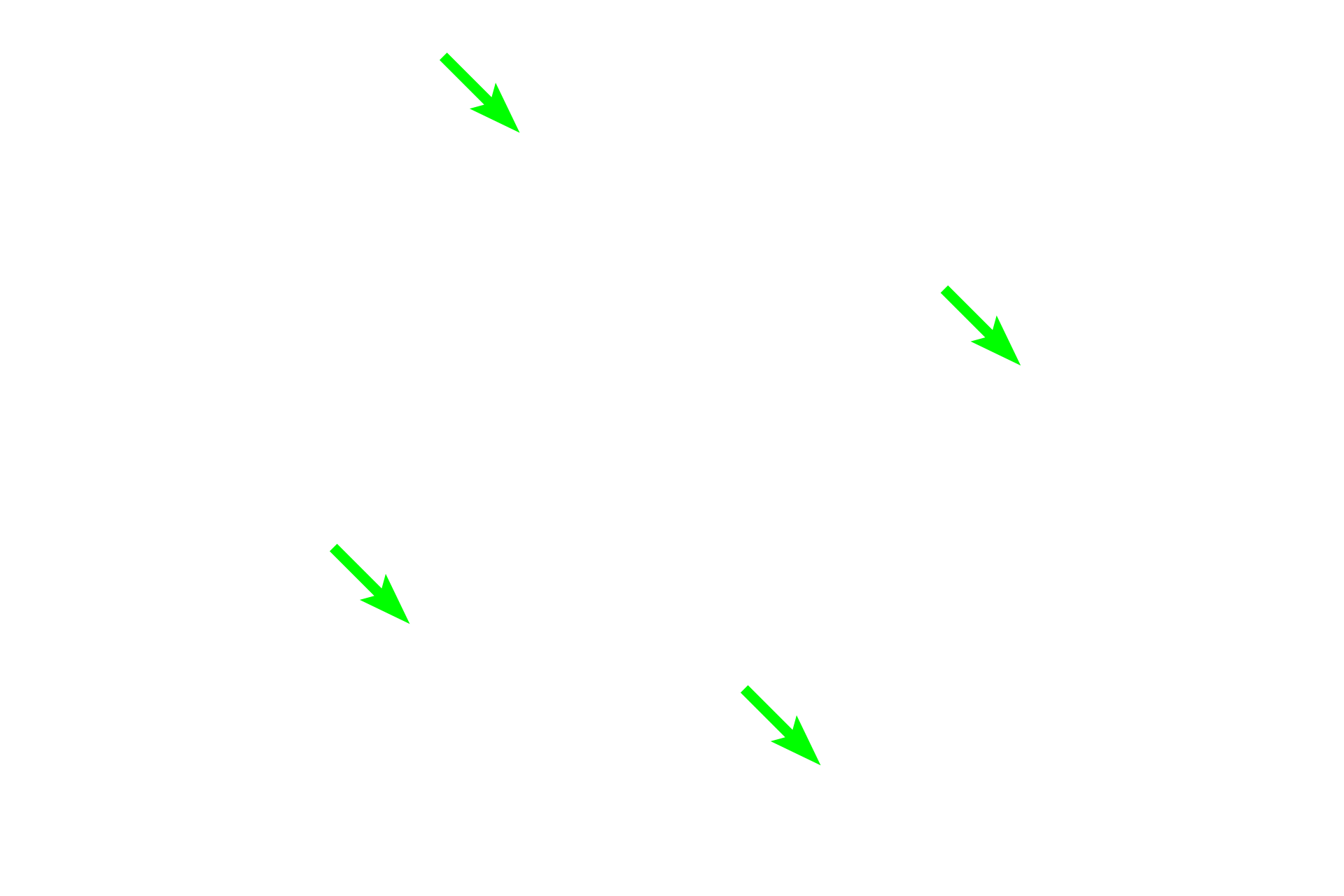  - Smooth muscle > <p>Bronchioles lack supporting cartilage plates and often appear in tissue sections with a highly folded mucosa which results from postmortem contraction of the smooth muscle. </p>
