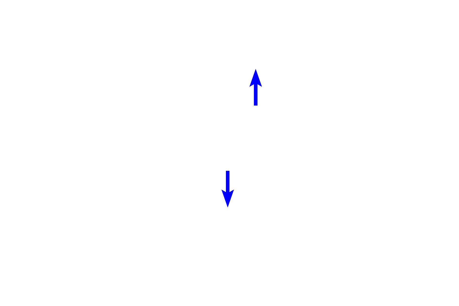 Ciliated cells <p>As bronchioles continue to decrease in diameter they transition to the smallest conducting bronchioles, called terminal bronchioles. Their simple cuboidal epithelium has reduced cilia and lacks goblet cells. Another secretory cell type, club cells, first appears in terminal bronchioles and continues into respiratory bronchioles. Club cells often bulge into the lumen. The terminal bronchiole is surrounded by alveoli and lies adjacent to a pulmonary artery.  400x</p>
