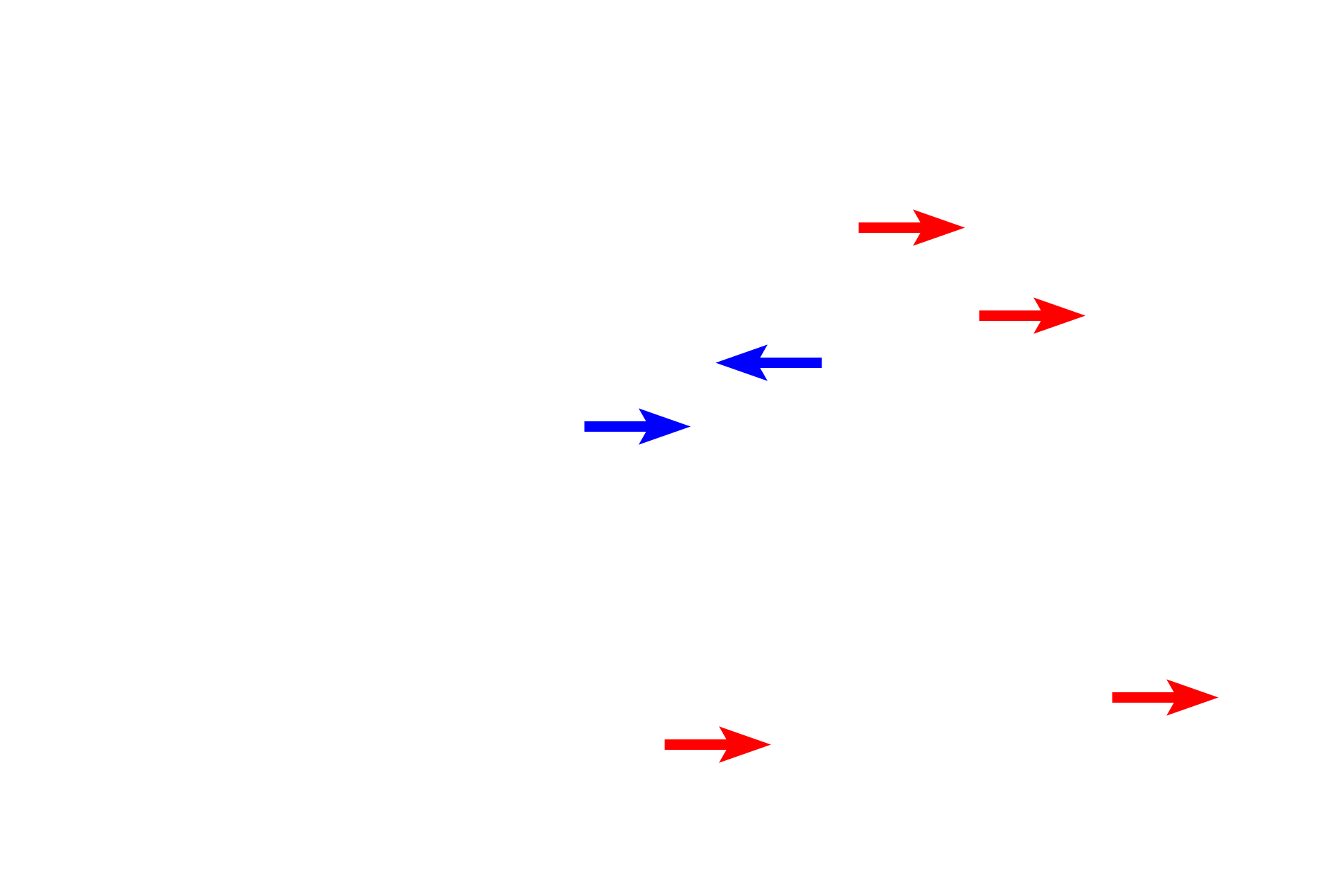 Alveoli > <p>Alveoli are cup-shaped sacs, that first appear in the wall of respiratory bronchioles (blue arrows). They also form the majority of the wall of alveolar ducts and alveolar sacs (red arrows). The partition between adjacent alveoli, the, interalveolar septum, possesses numerous capillaries where gas exchange occurs.</p>
