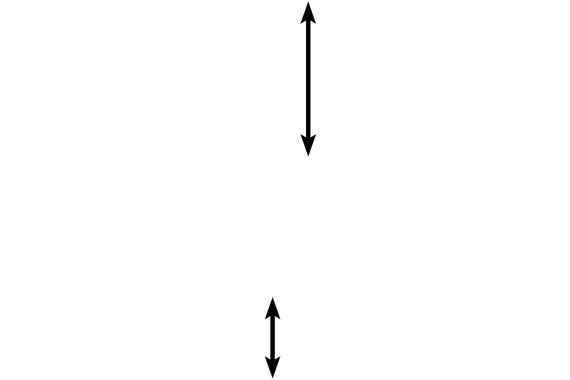 Alveolar lumens <p>The interalveolar septum is the wall between adjacent alveoli. It is lined by a simple squamous epithelium of Type I cells and cuboidal Type II cells (septal cells). The connective tissue core of the septum possesses connective tissue cells and reticular and elastic fibers. Numerous capillaries protrude from the septa into alveolar spaces to facilitate gas exchange. The alveolus is coated by a thin film of surfactant that prevents the alveolus from collapsing.</p>
