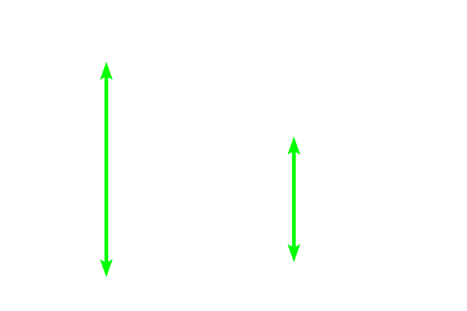 Interalveolar septa <p>The interalveolar septum is the wall between adjacent alveoli. It is lined by a simple squamous epithelium of Type I cells and cuboidal Type II cells (septal cells). The connective tissue core of the septum possesses connective tissue cells and reticular and elastic fibers. Numerous capillaries protrude from the septa into alveolar spaces to facilitate gas exchange. The alveolus is coated by a thin film of surfactant that prevents the alveolus from collapsing.</p>

