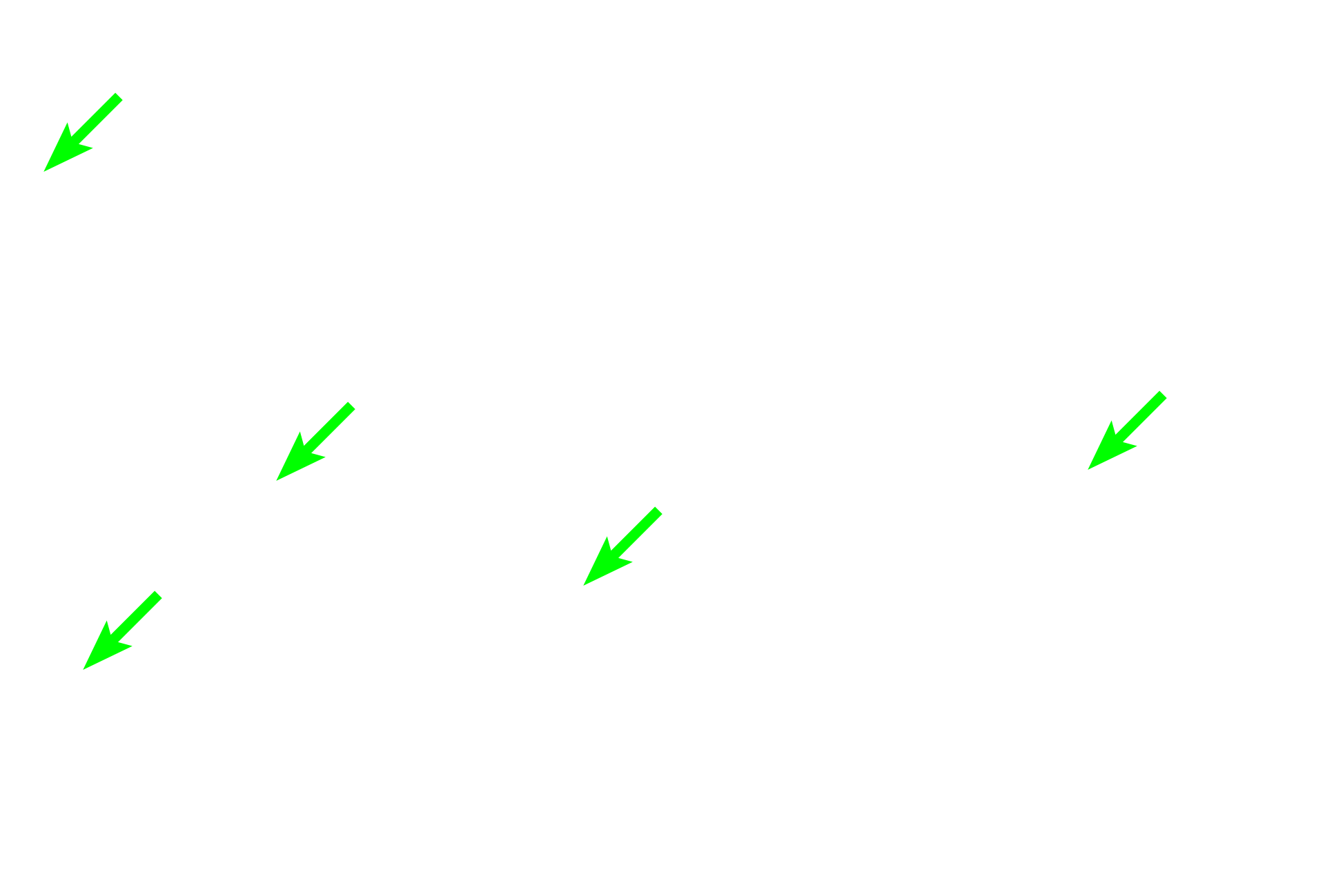  - Connective tissue core <p>The interalveolar septum is the wall between adjacent alveoli. It is lined by a simple squamous epithelium of Type I cells and cuboidal Type II cells (septal cells). The connective tissue core of the septum possesses connective tissue cells and reticular and elastic fibers. Numerous capillaries protrude from the septa into alveolar spaces to facilitate gas exchange. The alveolus is coated by a thin film of surfactant that prevents the alveolus from collapsing.</p>
