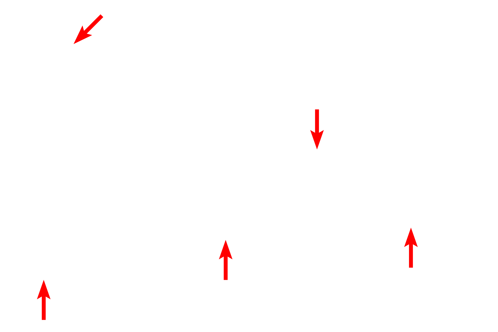 Alveolar lining: Type I cell > <p>A very thin simple squamous epithelium composed of Type I cells (pulmonary epithelial or Type I pneumocytes) lines most of the alveolar space, thus providing a minimal barrier for gas exchange.</p>
