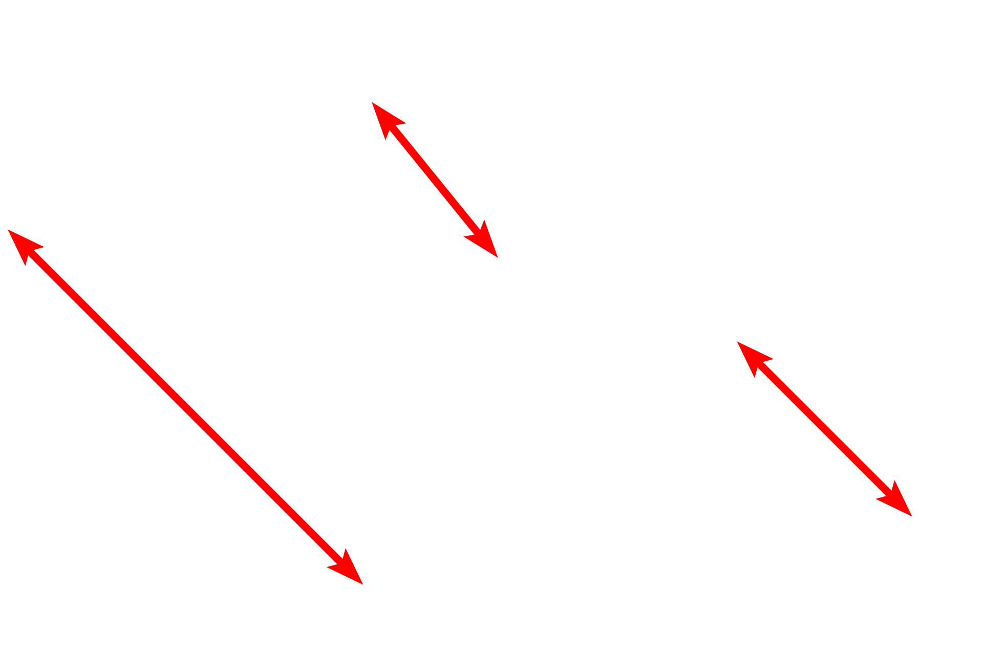  - Capillaries <p>This electron micrograph shows many of the components of the interalveolar septum illustrated in the previous illustration. Particularly thin type I cells line the entire alveolus and the bulging of capillaries into the air space is prominent. Surfactant is not preserved during fixation of lung tissue, and no septal cells nor macrophages are present in this image. 4000x</p>
