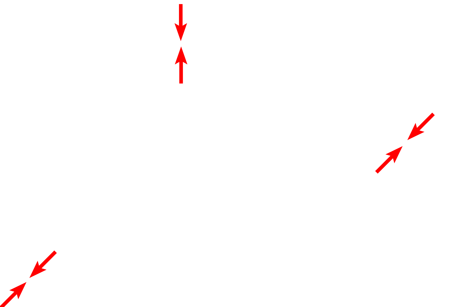  - Air-blood barrier <p>This electron micrograph shows many of the components of the interalveolar septum illustrated in the previous illustration. Particularly thin type I cells line the entire alveolus and the bulging of capillaries into the air space is prominent. Surfactant is not preserved during fixation of lung tissue, and no septal cells nor macrophages are present in this image. 4000x</p>
