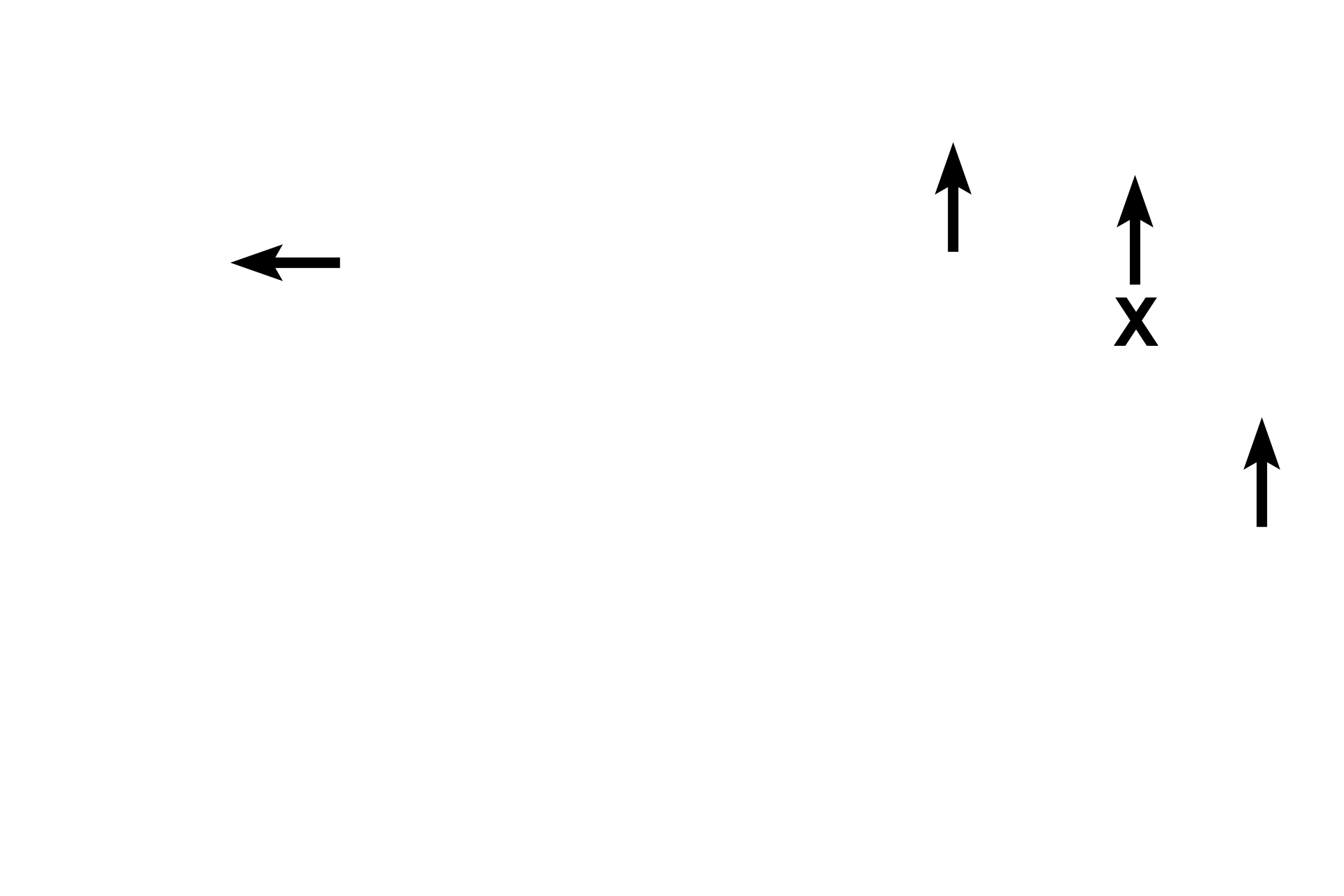  - Capillaries > <p>An extensive capillary plexus, supplied by branches of the pulmonary artery, facilitates gaseous exchange. Endothelial cell nuclei (X) are visible in some of these capillaries.</p>
