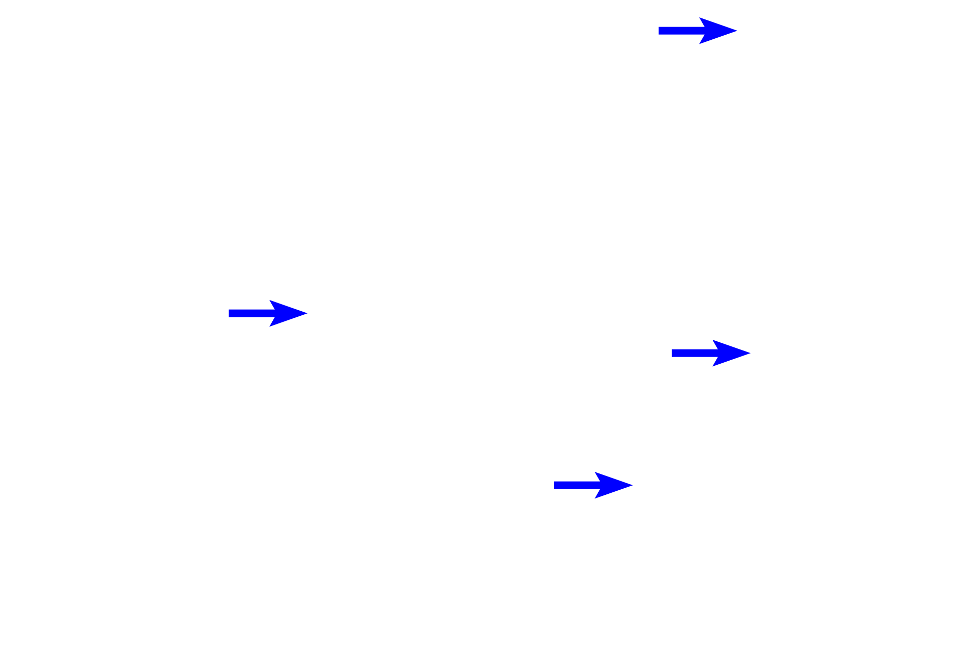 Pulmonary vessels <p>Respiratory bronchioles transition to alveolar ducts, elongated passageways whose walls consist almost entirely of alveoli. The opening of each alveolus is surrounded by a ring of smooth muscle that appears like a knob in cross section. Each respiratory bronchiole branches to form multiple alveolar ducts that end in alveolar sacs.  40X</p>
