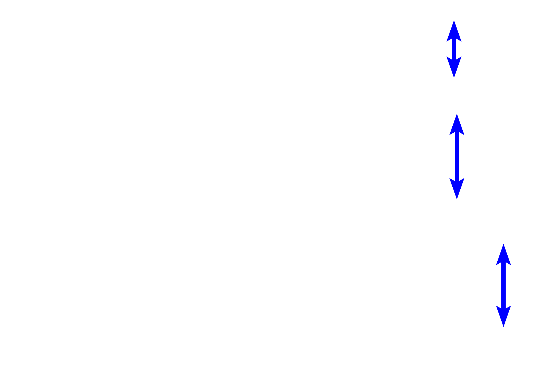 Alveolar sacs <p>Two alveolar ducts are seen ending in alveolar sacs, the terminal components of the respiratory system. Alveolar sacs are formed by alveoli clustered around a central space.  100x</p>
