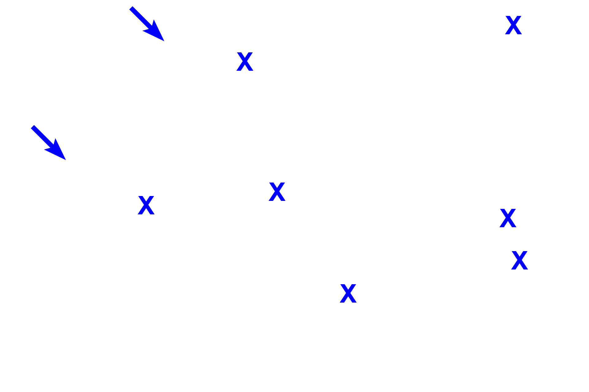 Alveoli <p>Two alveolar ducts are seen ending in alveolar sacs, the terminal components of the respiratory system. Alveolar sacs are formed by alveoli clustered around a central space.  100x</p>
