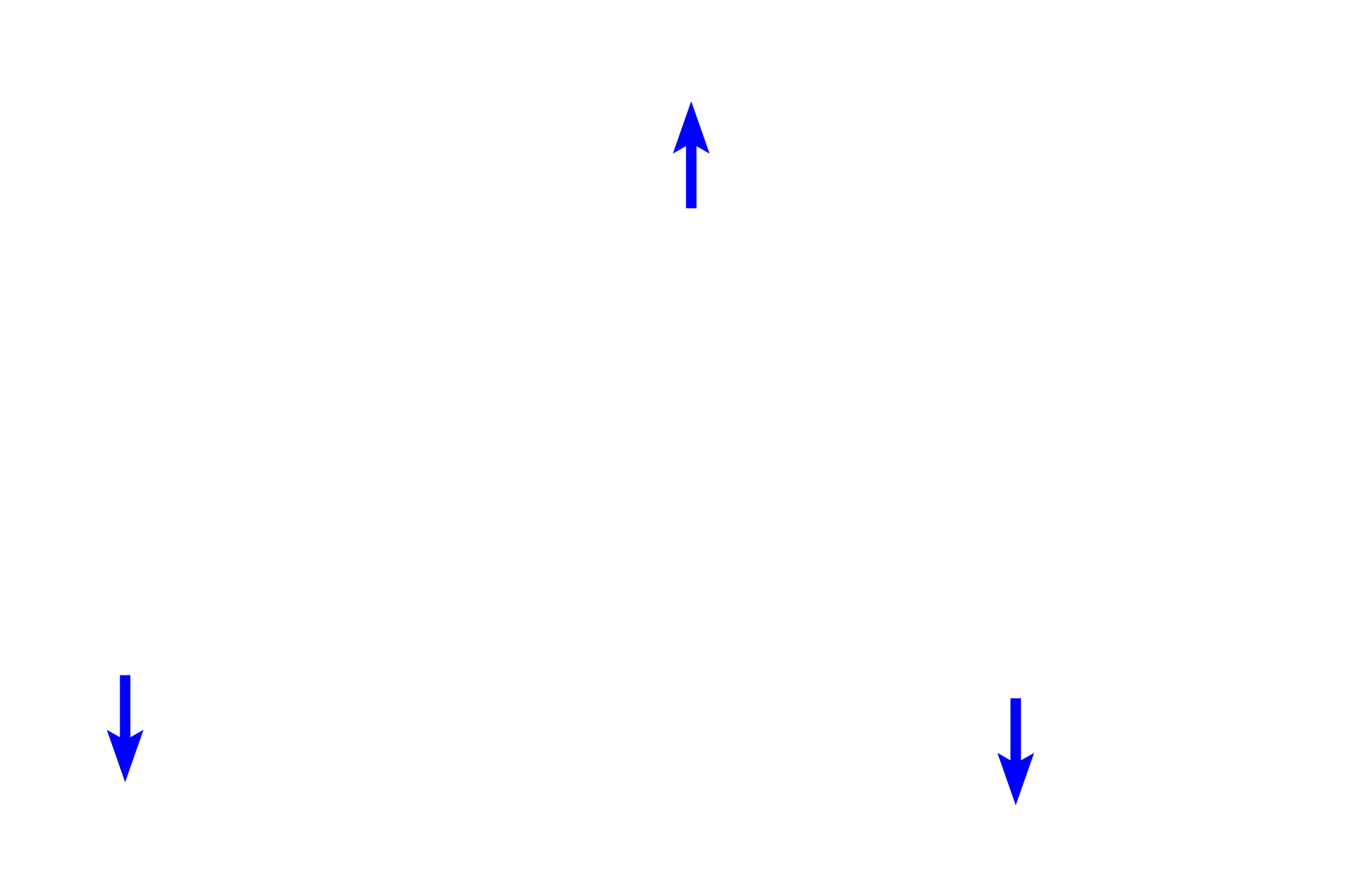 Pulmonary vessels <p>Two alveolar ducts are seen ending in alveolar sacs, the terminal components of the respiratory system. Alveolar sacs are formed by alveoli clustered around a central space.  100x</p>
