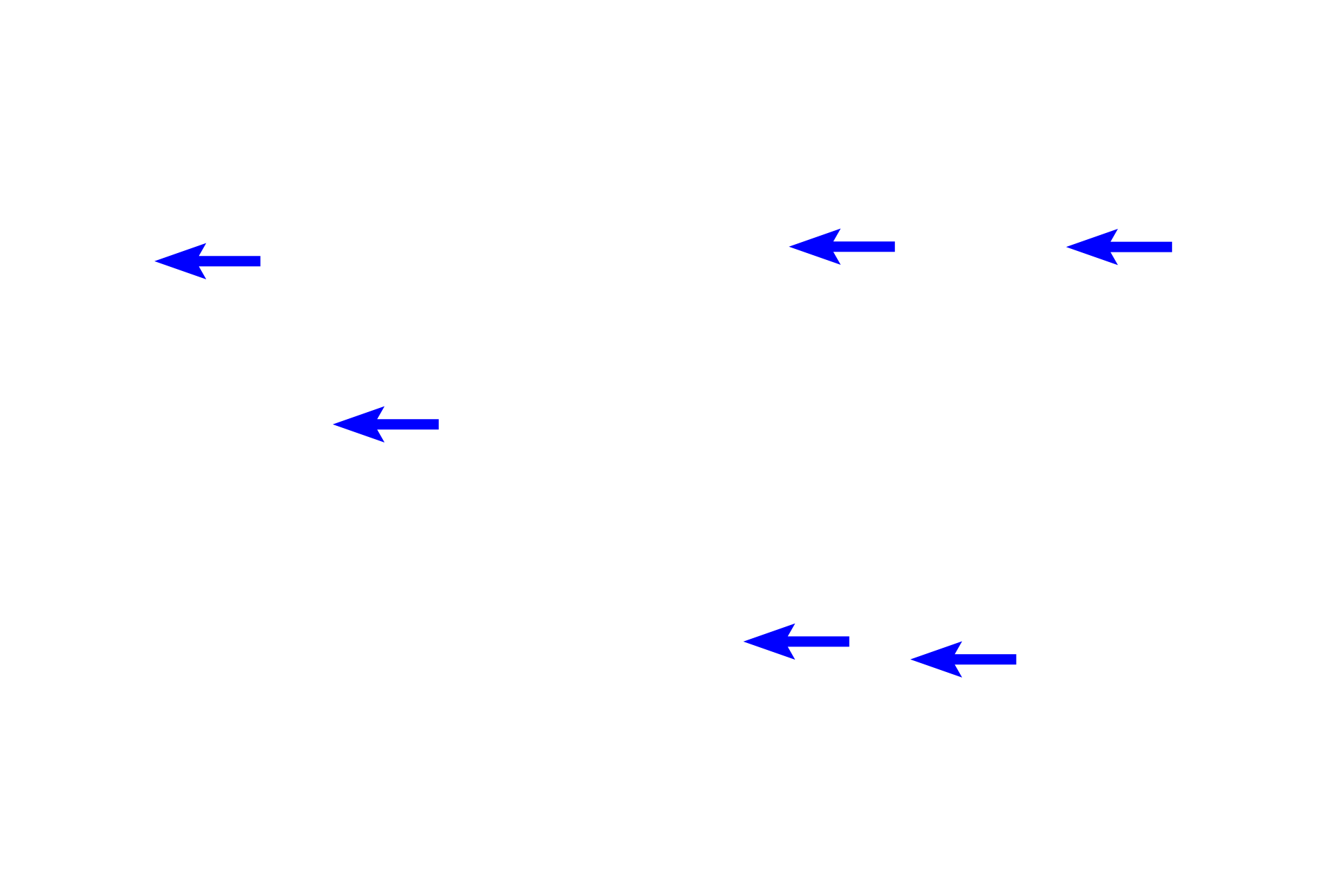 Interalveolar septa <p>Alveolar ducts terminate as alveolar sacs, blind-ended pouches composed of clustered alveoli. Interalveolar septa in alveolar sacs generally lack smooth muscle knobs.  200x</p>
