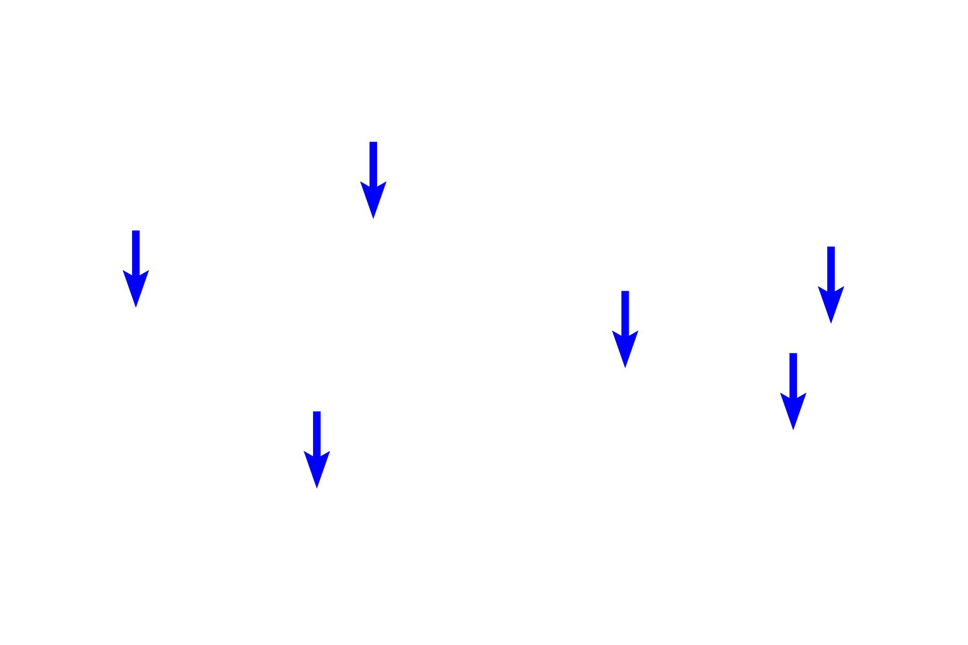 Interalveolar septa <p>Alveolar sacs form the terminal components of the respiratory system and consist of alveoli clustered around a central space, sometimes referred to as an atrium. Interalveolar septa in alveolar sacs generally lack smooth muscle knobs.  200x</p>
