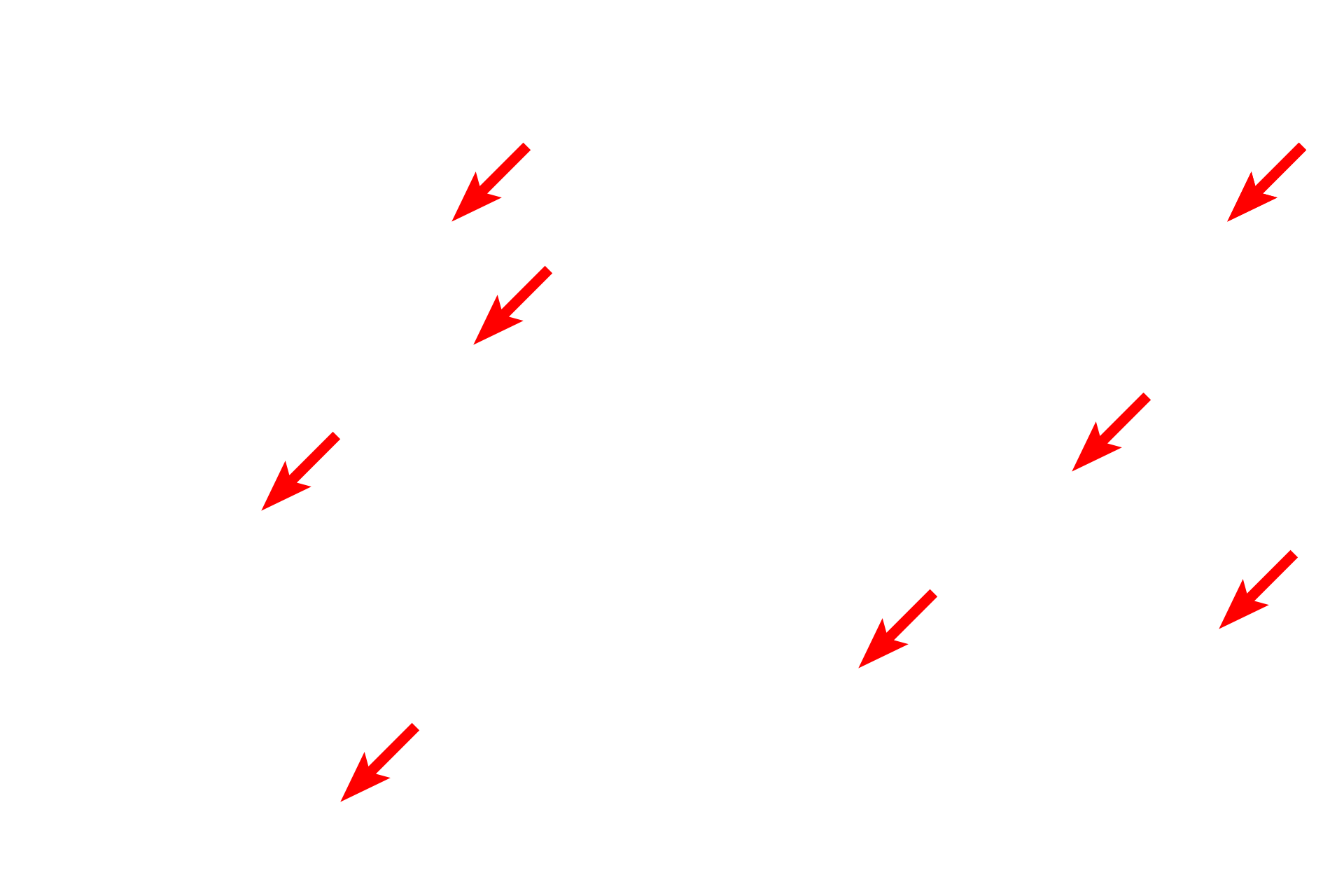  - Capillaries <p>A single alveolus of an alveolar duct is shown at high magnification. Interalveolar septa with smooth muscle knobs and numerous capillaries separate adjacent alveolar lumens.  1000x</p>
