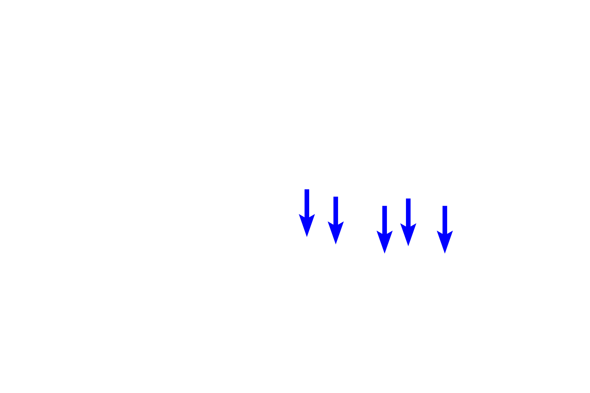  - Alveoli <p>Respiratory bronchioles continue as alveolar ducts, elongated passageways whose walls consist almost entirely of alveoli. The opening of each alveolus is surrounded by a ring of smooth that appears like a “knob” in section. Alveolar ducts terminate as alveolar sacs, blind-ended pouches composed of clustered alveoli.  40x </p>
