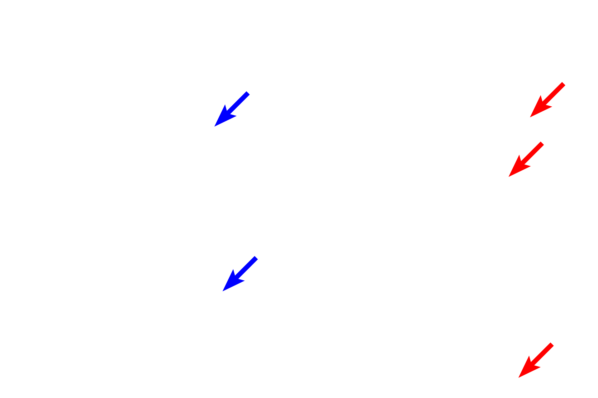  -- Blood vessels <p>Pleura is composed of a simple squamous epithelium (mesothelium) overlying a layer of connective tissue that contains blood vessels and elastic fibers. </p>
