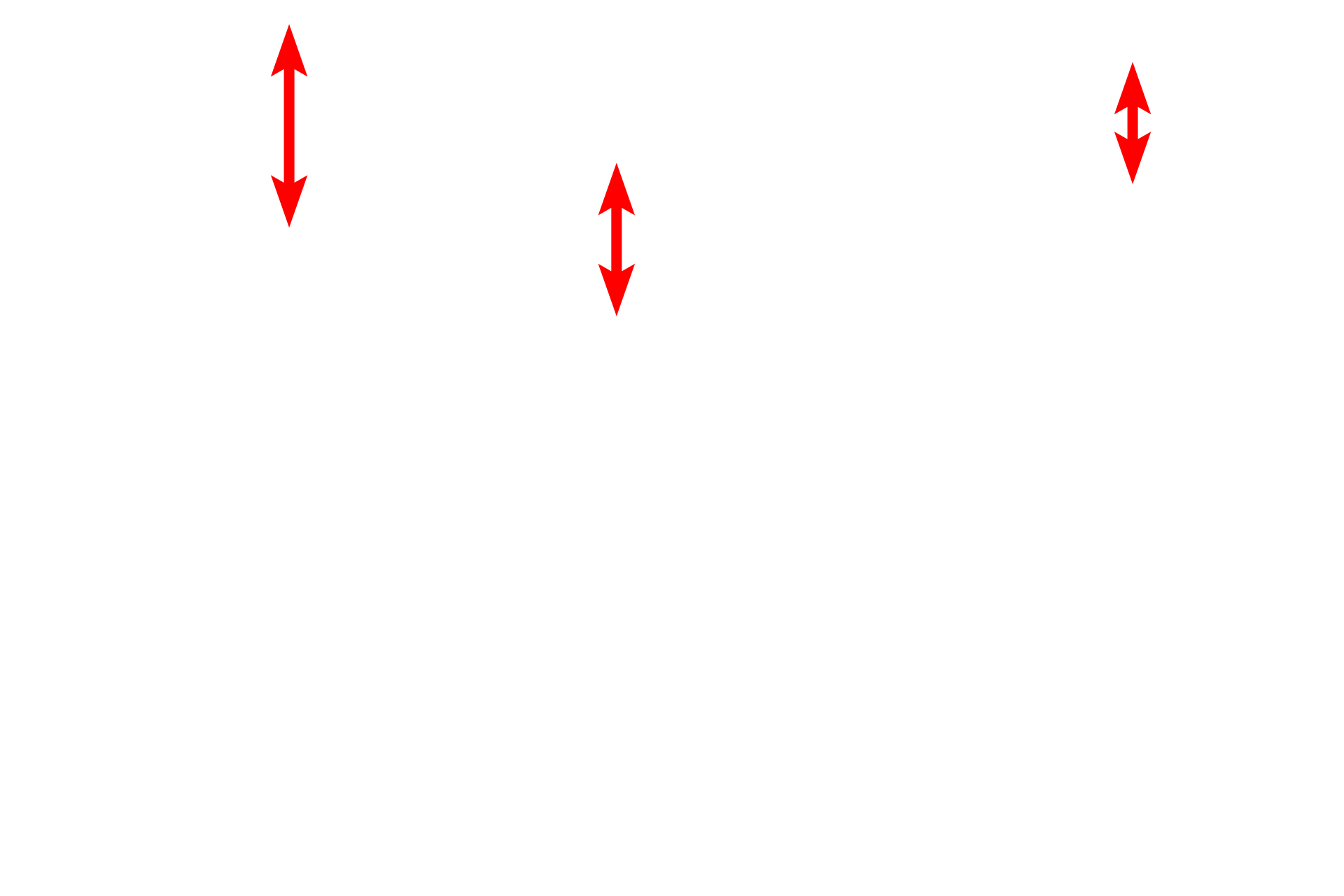 Microvilli <p>By electron microscopy, the polarized arrangement of cellular structures is evident. These epithelial cells lining a kidney tubule show polarity: the basal regions contains numerous mitochondria; the apical regions contain endocytic vesicles and lysosomes, and extend microvilli that project into the lumen. 6000x</p>
