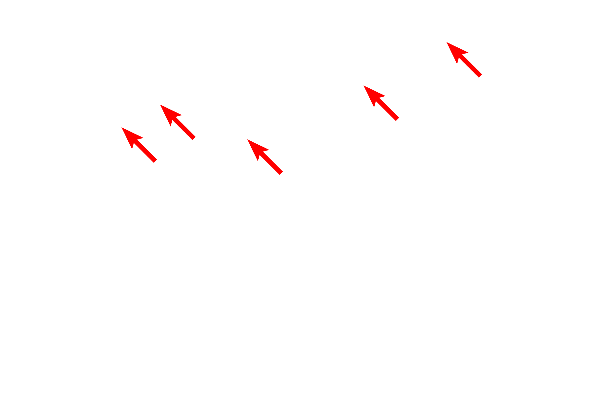Endocytic vesicles <p>By electron microscopy, the polarized arrangement of cellular structures is evident. These epithelial cells lining a kidney tubule show polarity: the basal regions contains numerous mitochondria; the apical regions contain endocytic vesicles and lysosomes, and extend microvilli that project into the lumen. 6000x</p>
