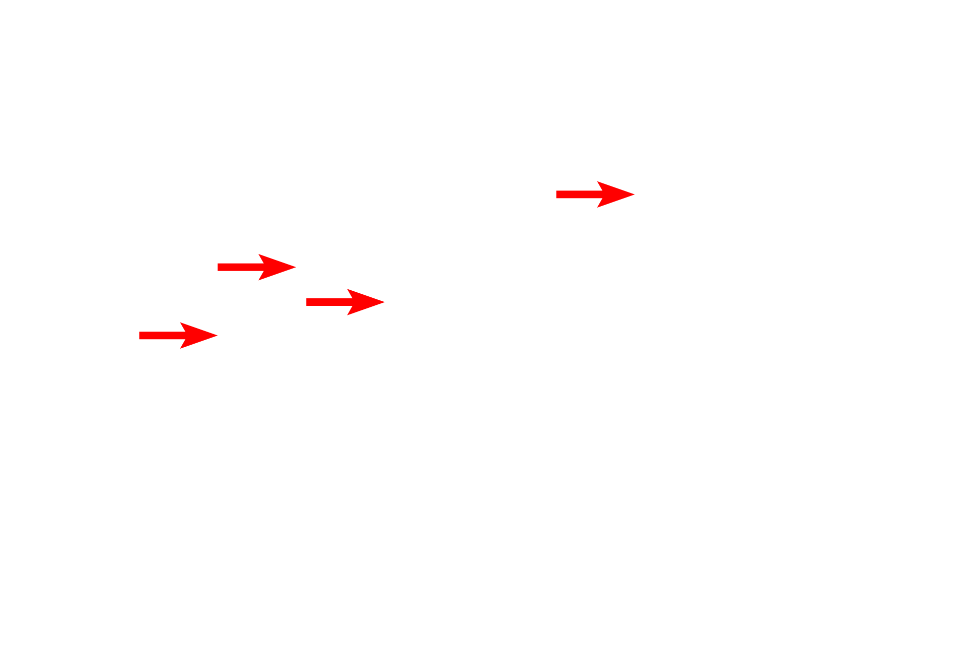 Lysosomes <p>By electron microscopy, the polarized arrangement of cellular structures is evident. These epithelial cells lining a kidney tubule show polarity: the basal regions contains numerous mitochondria; the apical regions contain endocytic vesicles and lysosomes, and extend microvilli that project into the lumen. 6000x</p>
