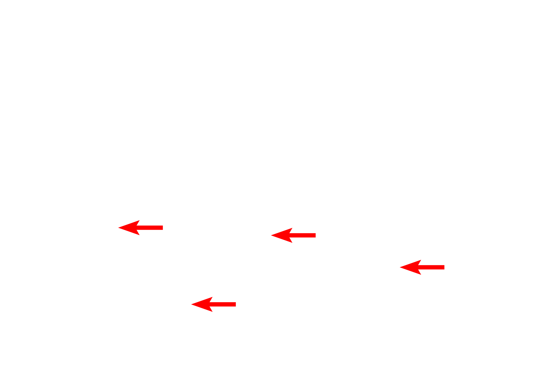 Mitochondira <p>By electron microscopy, the polarized arrangement of cellular structures is evident. These epithelial cells lining a kidney tubule show polarity: the basal regions contains numerous mitochondria; the apical regions contain endocytic vesicles and lysosomes, and extend microvilli that project into the lumen. 6000x</p>
