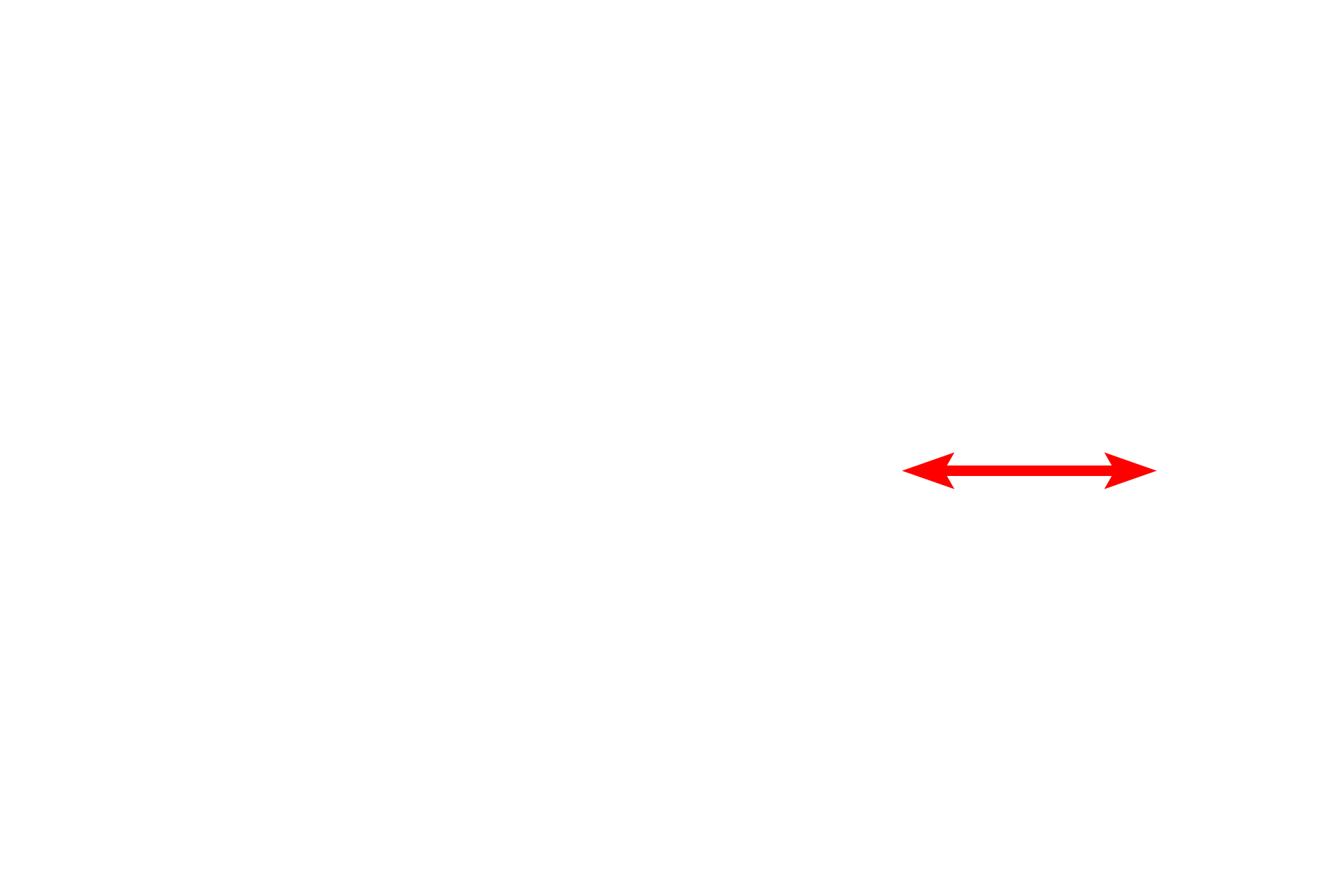 Nucleus <p>By electron microscopy, the polarized arrangement of cellular structures is evident. These epithelial cells lining a kidney tubule show polarity: the basal regions contains numerous mitochondria; the apical regions contain endocytic vesicles and lysosomes, and extend microvilli that project into the lumen. 6000x</p>
