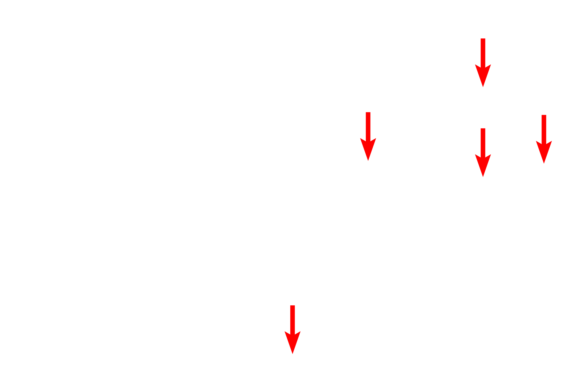  - Individual microtubules <p>The MTOC includes the diplosome along with a dynamic matrix of proteins that together constitute the primary site for microtubule assembly, extending microtubules for intracellular transport as well as forming the mitotic spindle during cell division. Numerous individual microtubules are visible radiating out from the MTOC.</p>
